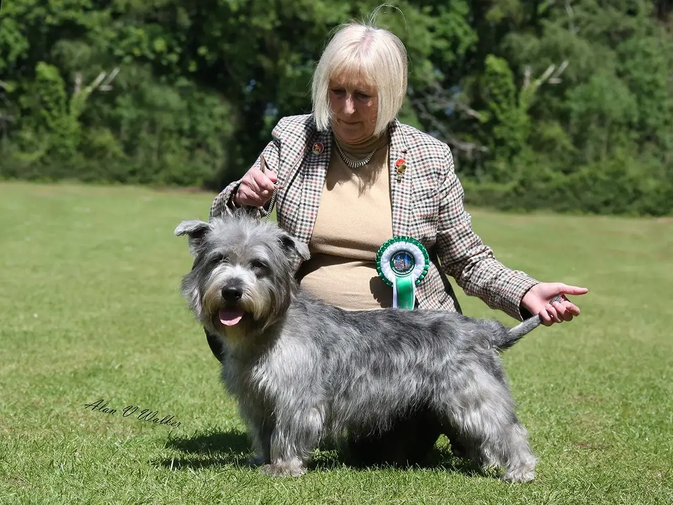 Glen of Imaal Terrier