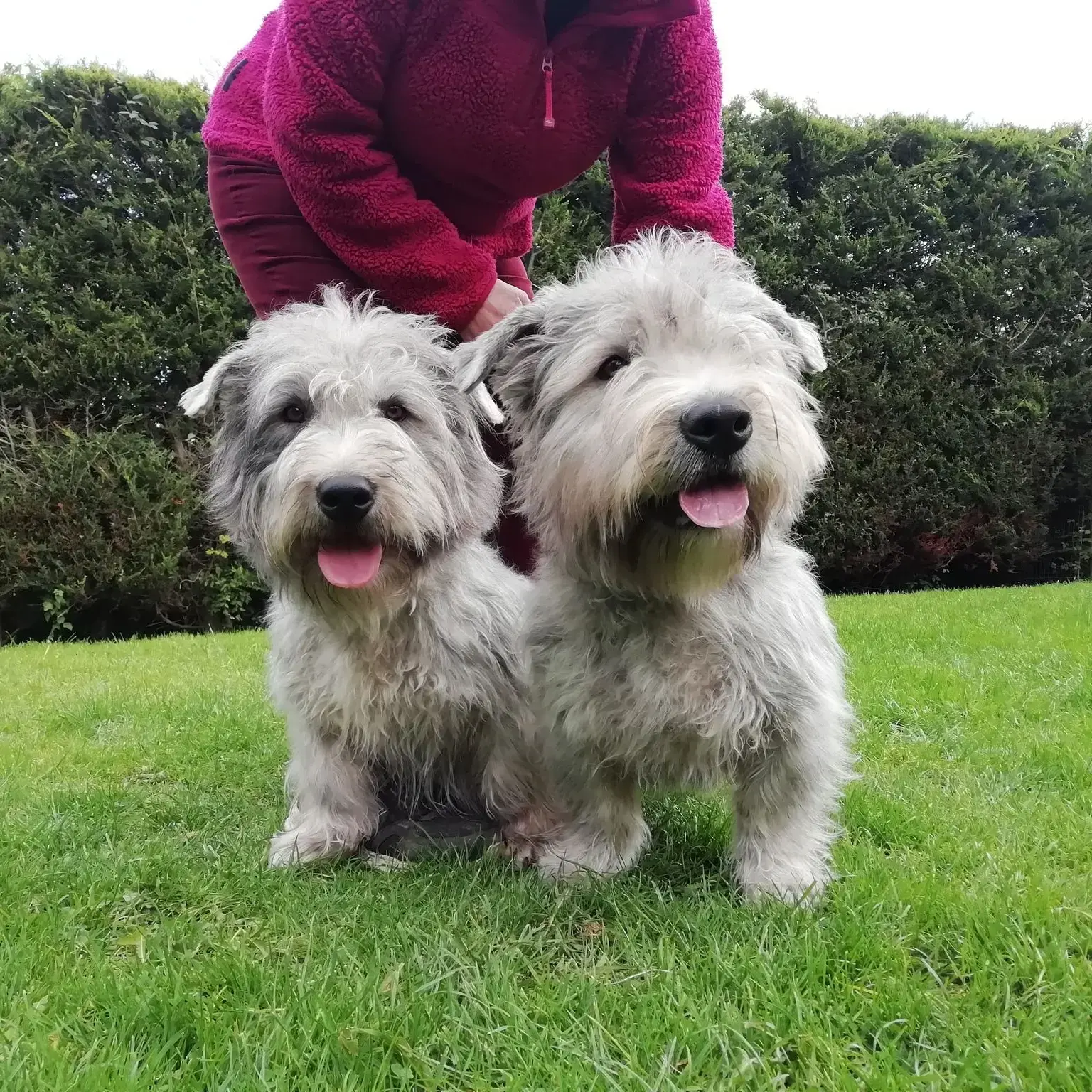 Glen of Imaal Terrier