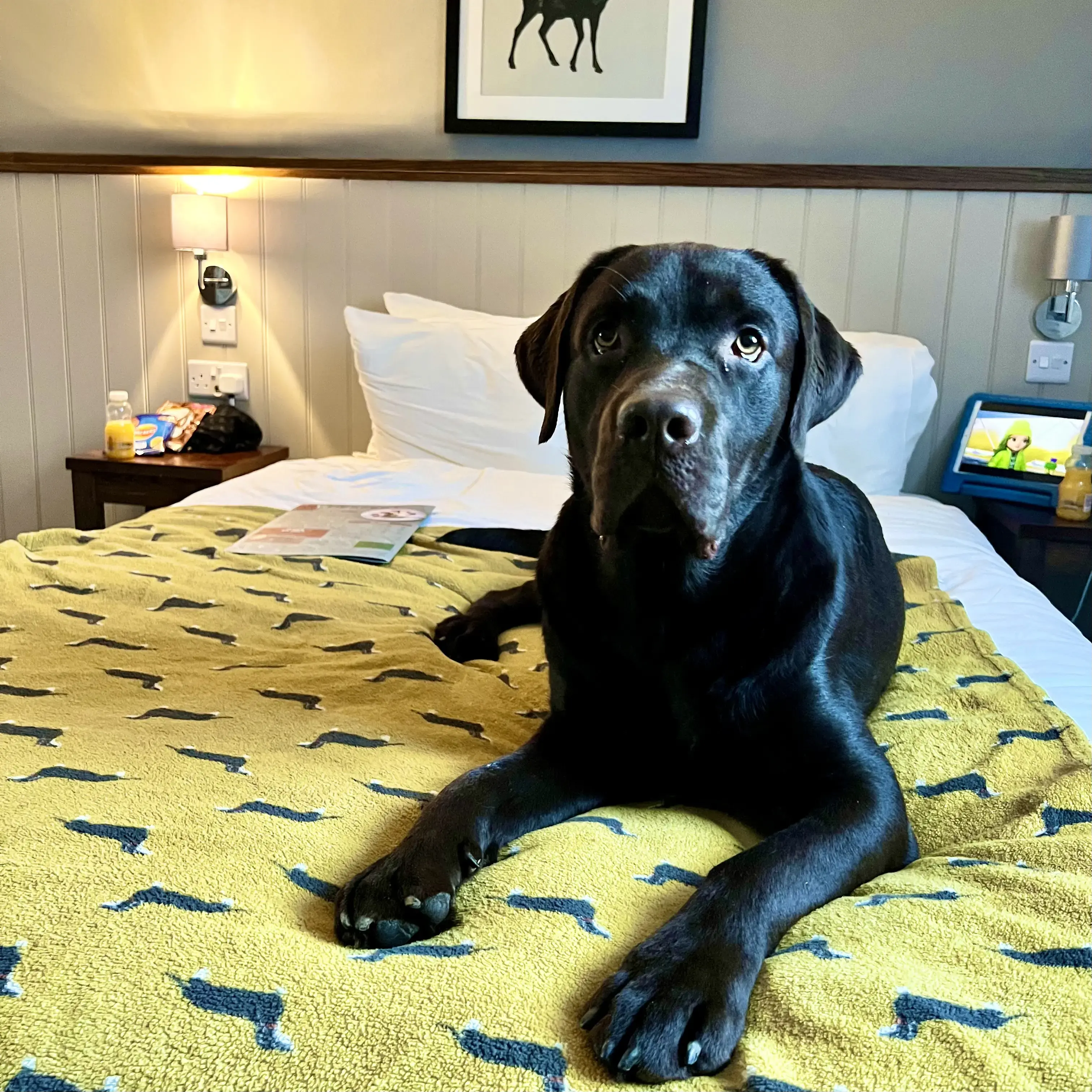 Labrador Retriever