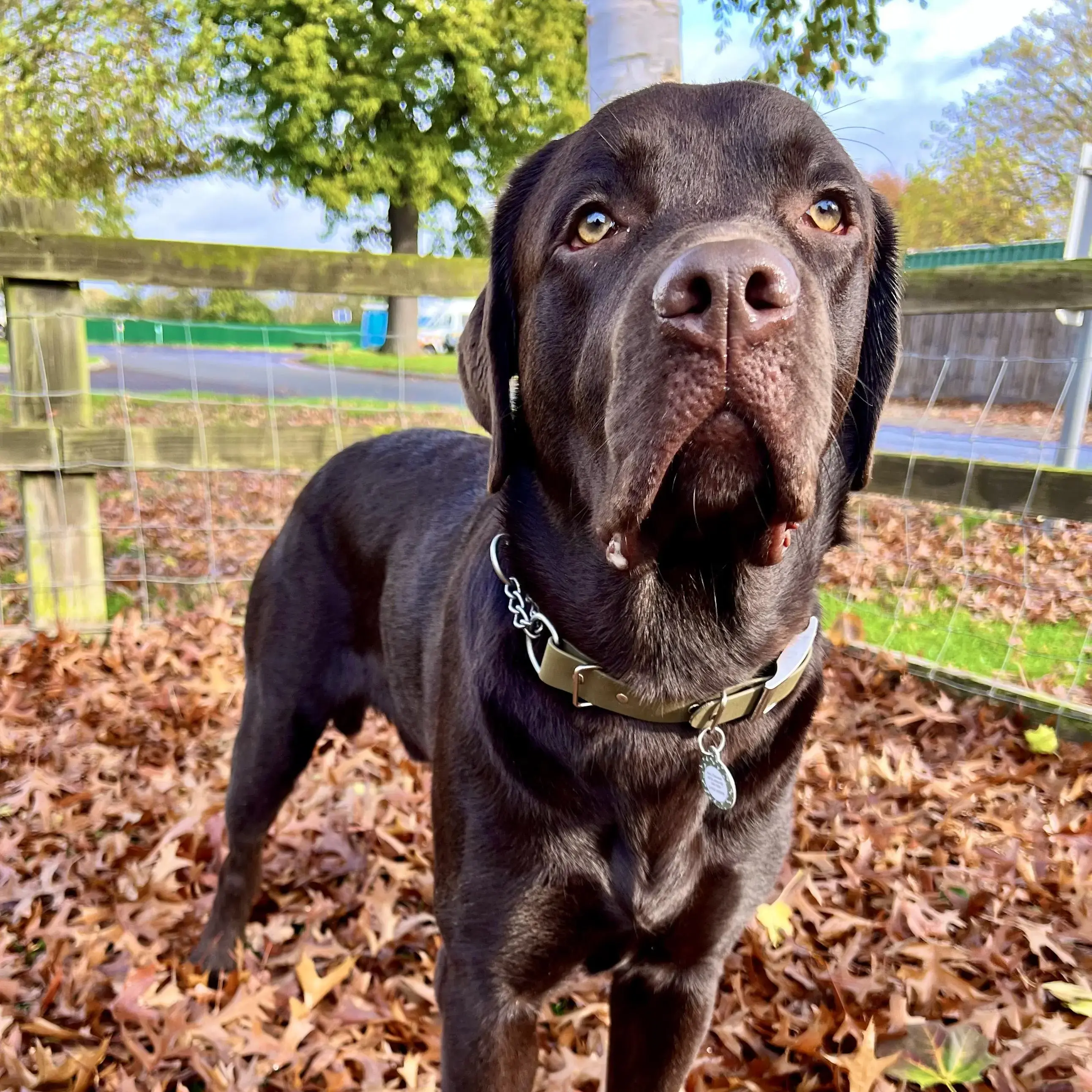 Labrador Retriever