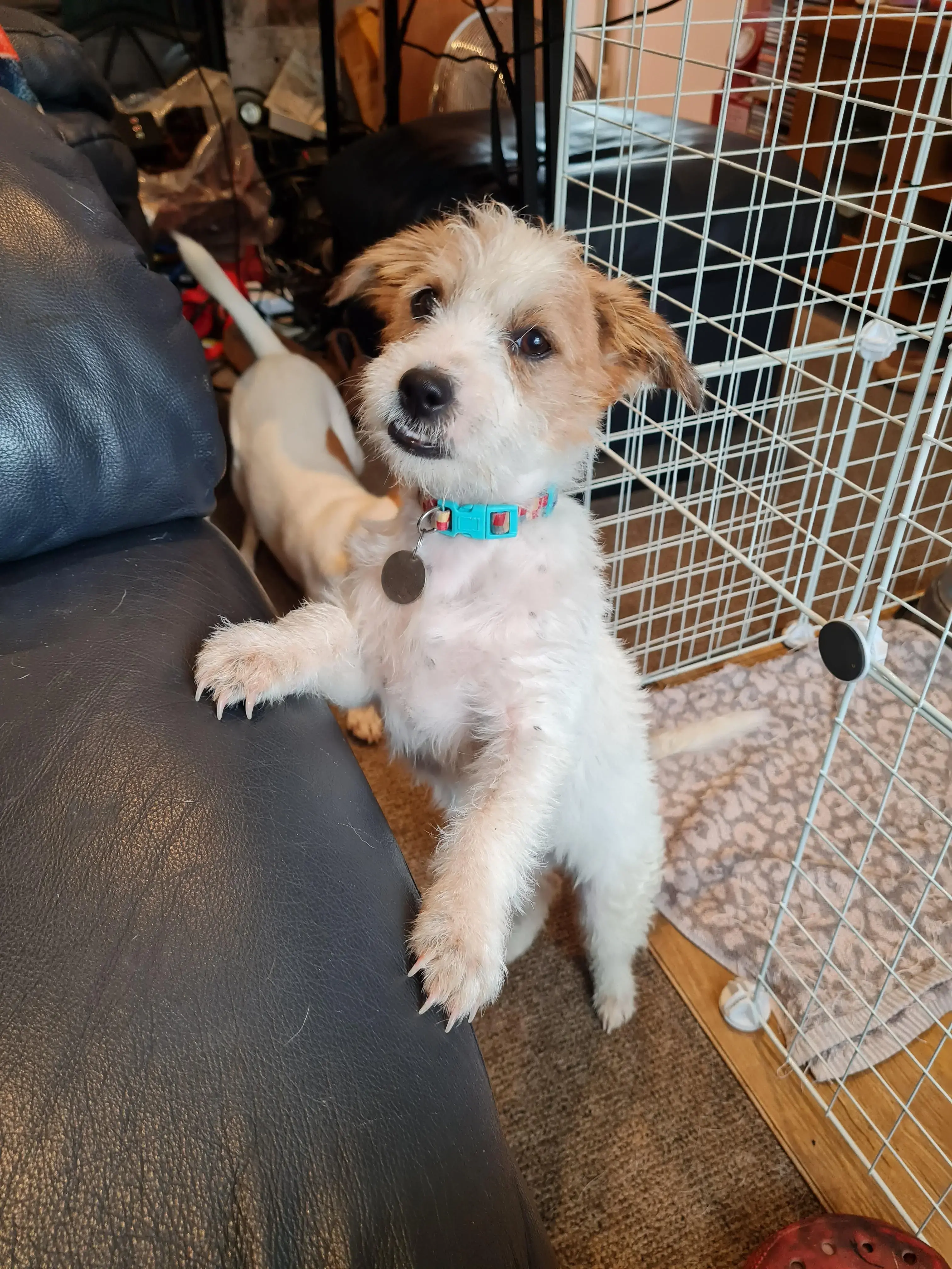 Jack Russell Terrier