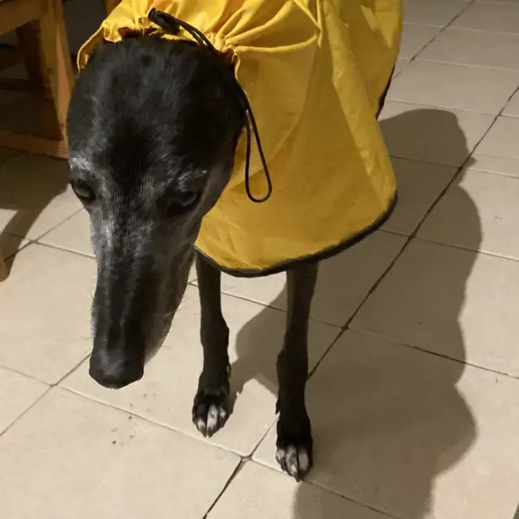 Greyhound