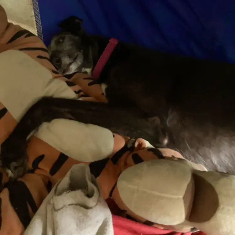 Greyhound