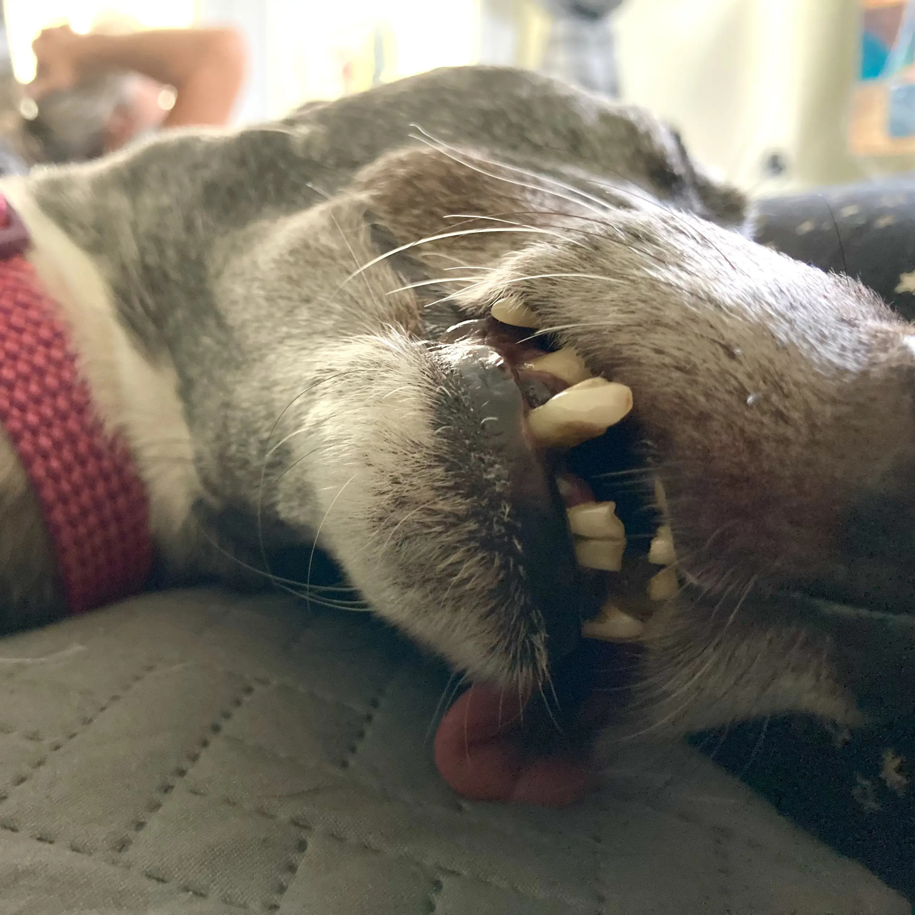 Greyhound