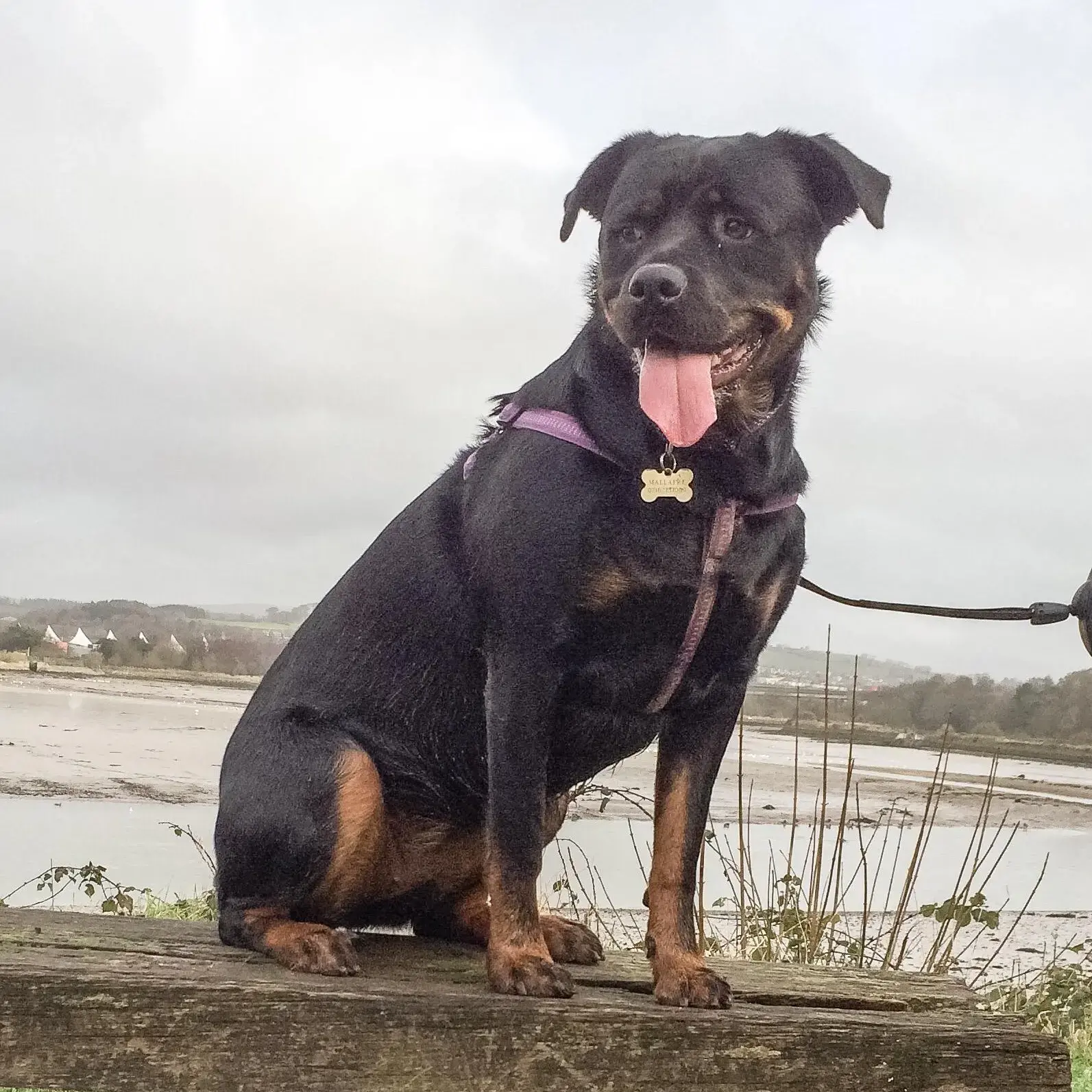 Rottweiler