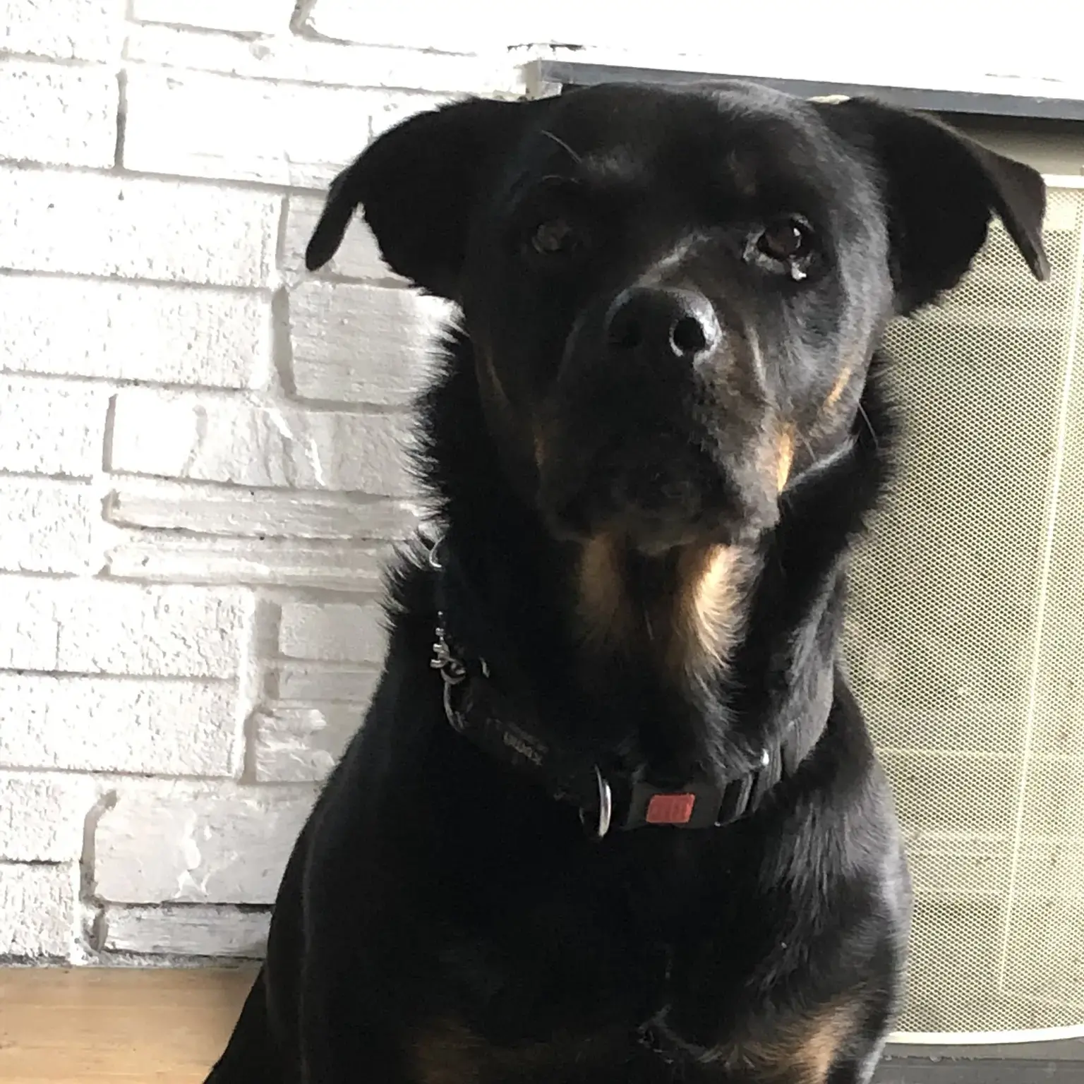 Rottweiler