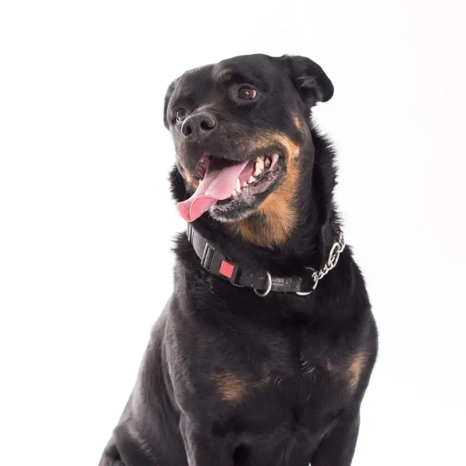 Rottweiler