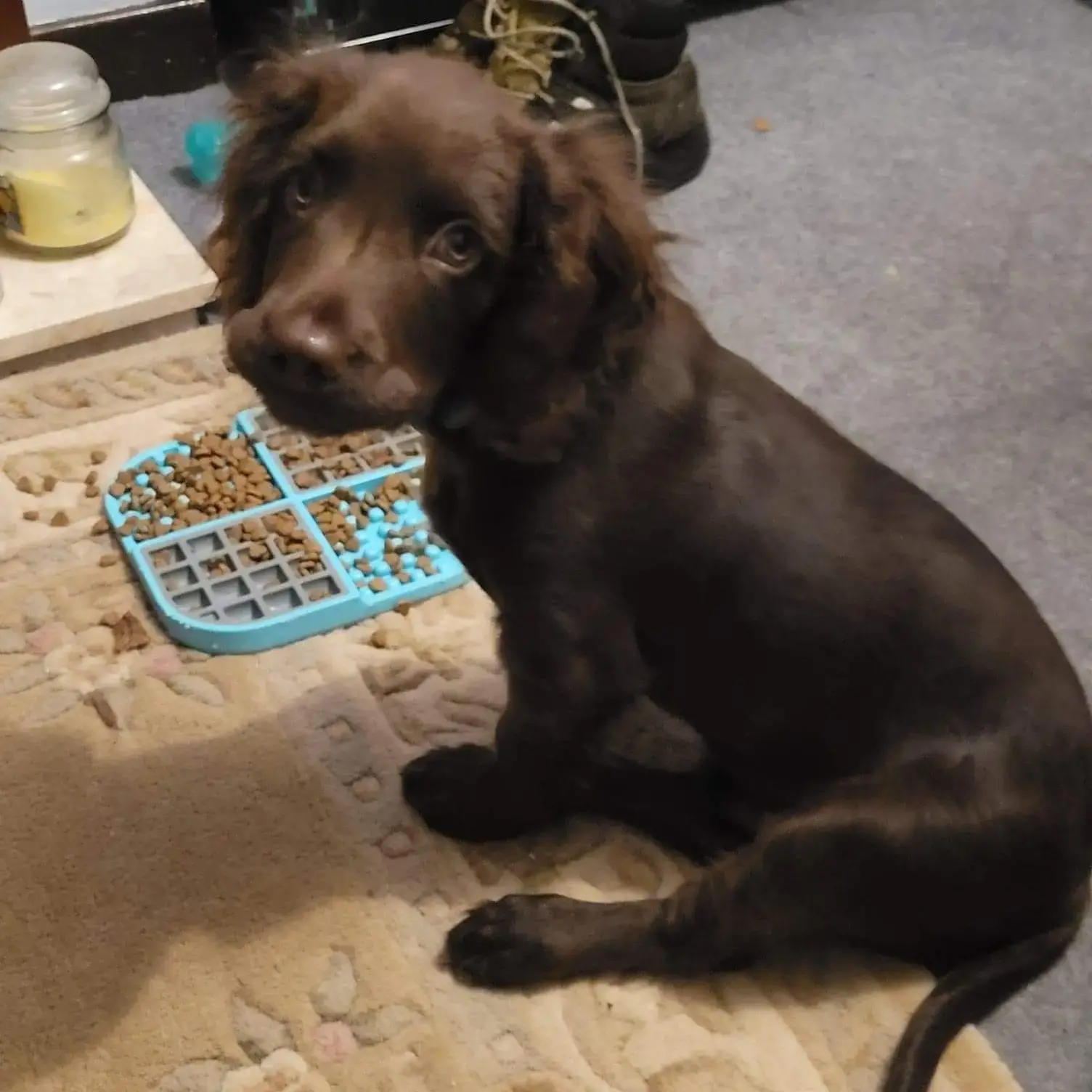 Cocker Spaniel (English)