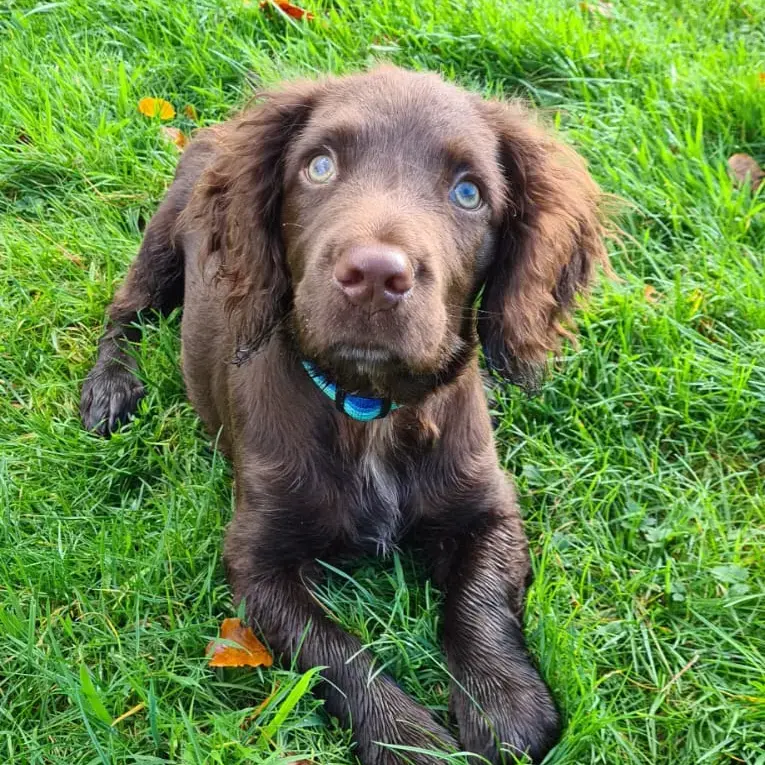 Cocker Spaniel (English)