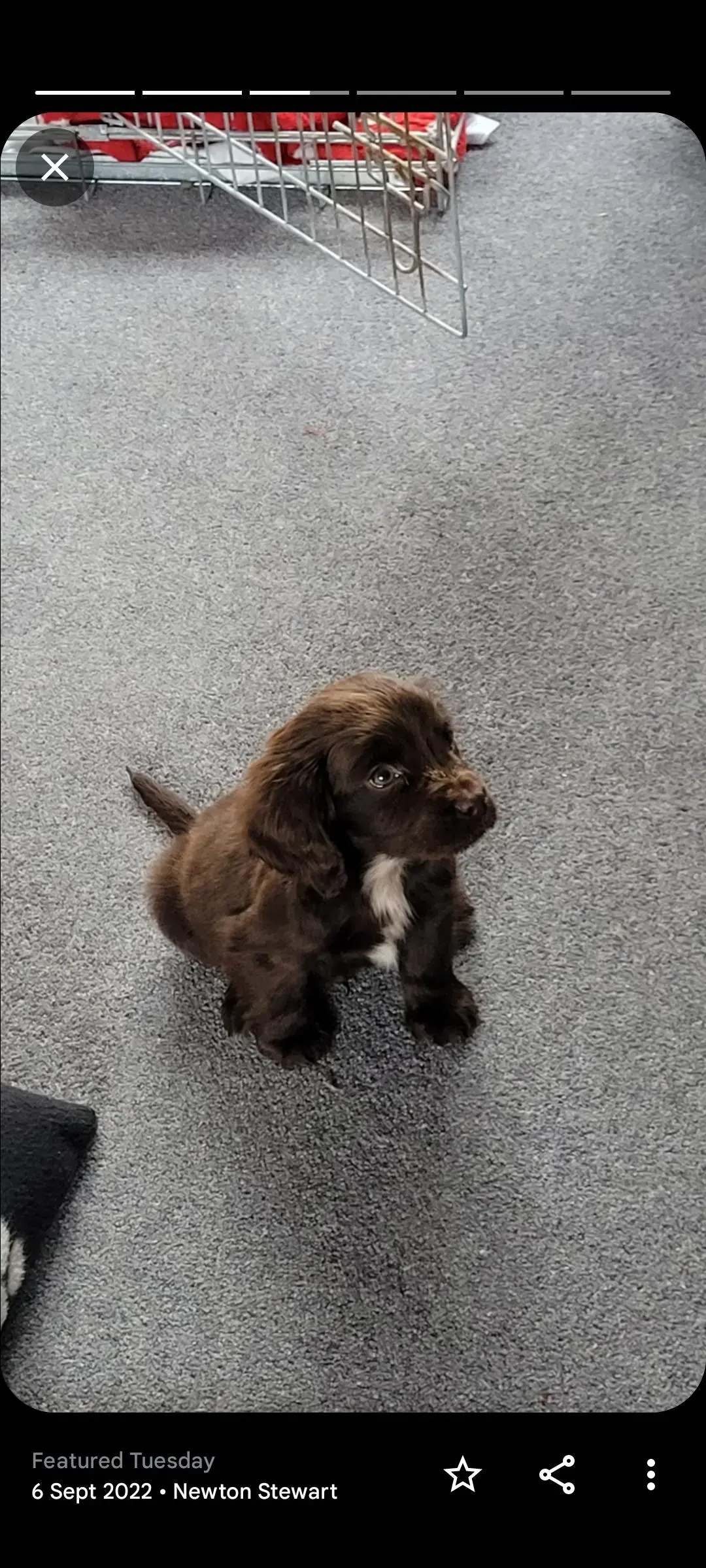 Cocker Spaniel (English)