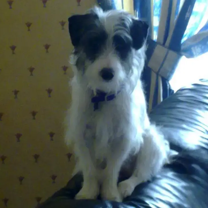 Jack Russell Terrier