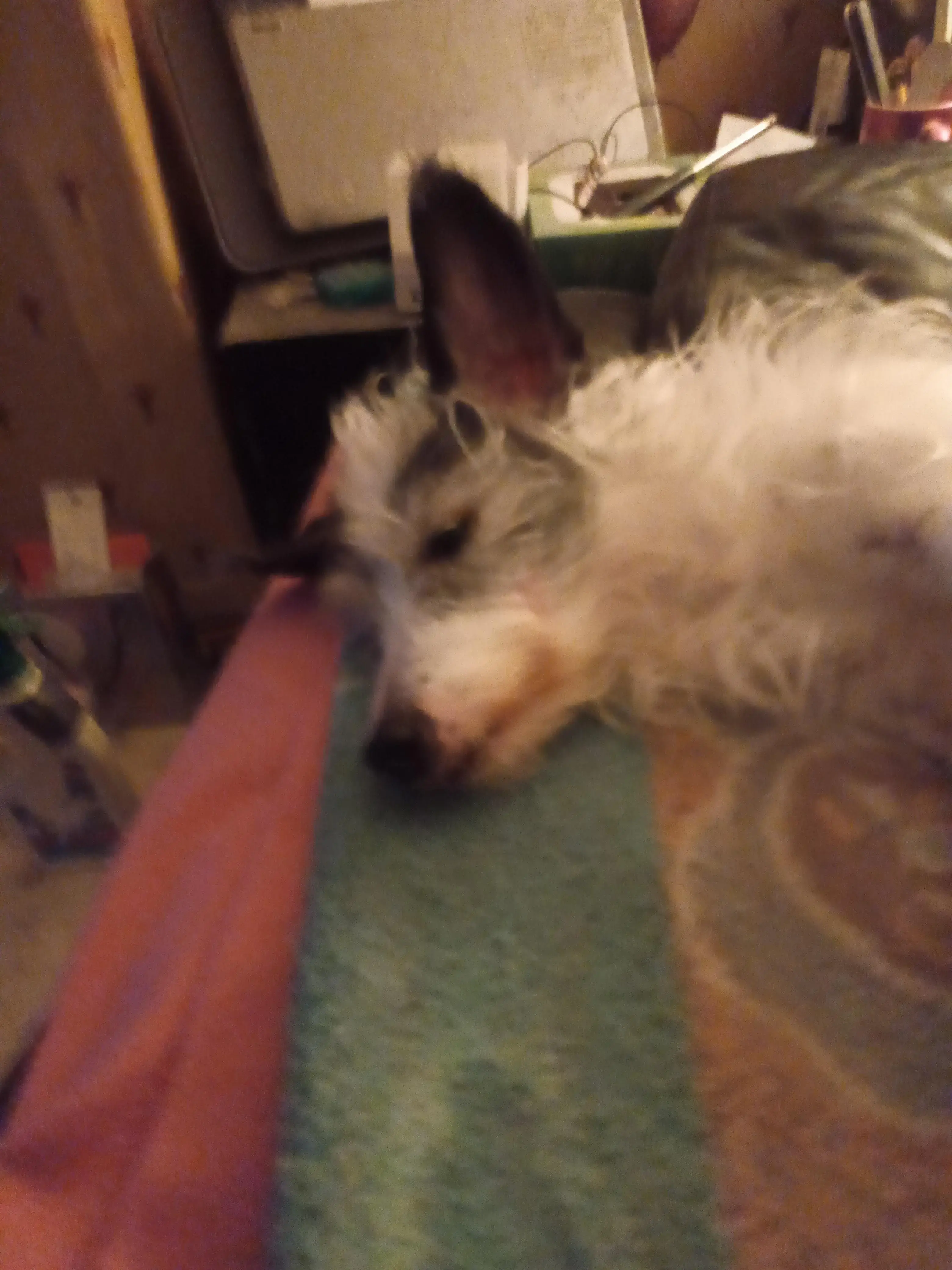 Jack Russell Terrier