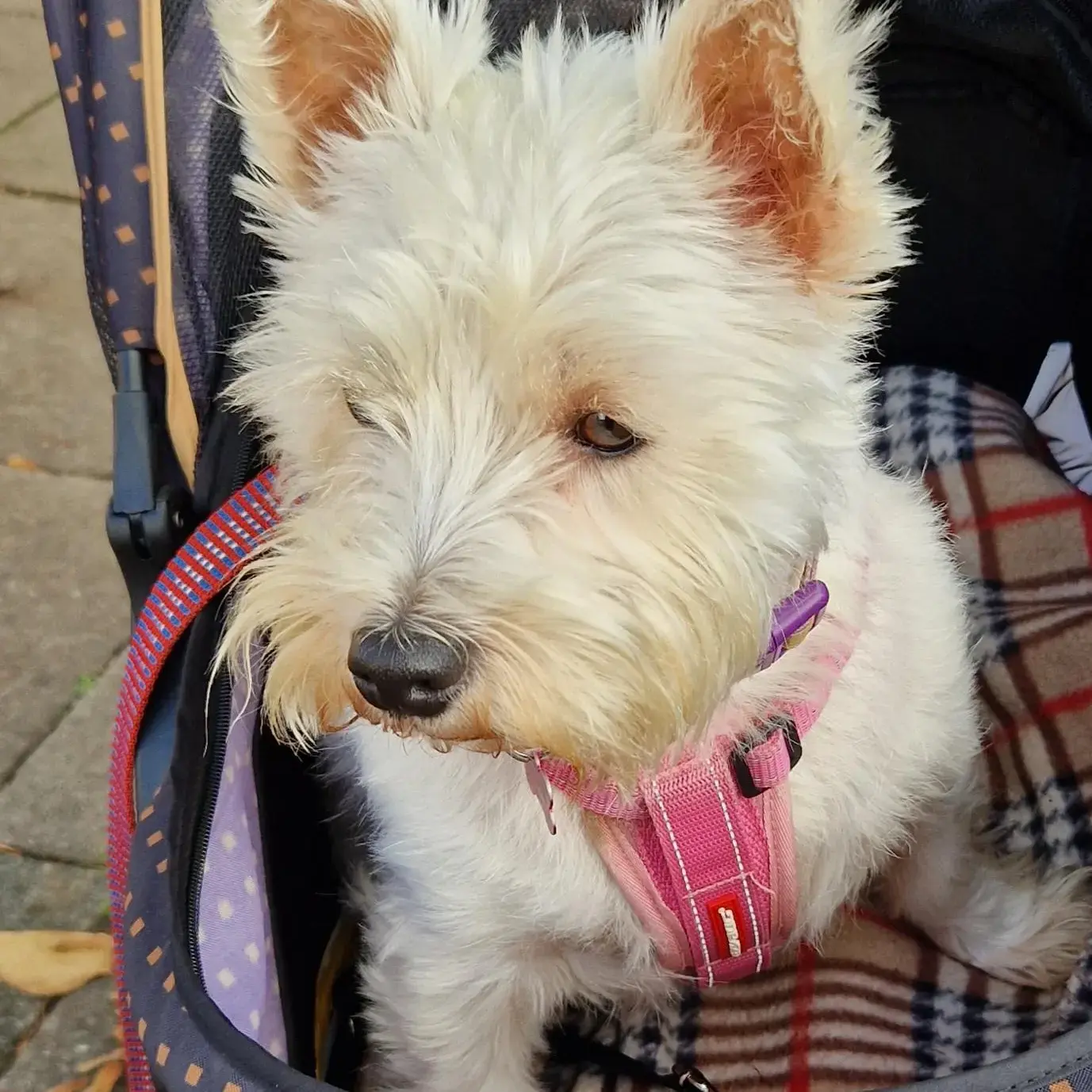 West Highland White Terrier