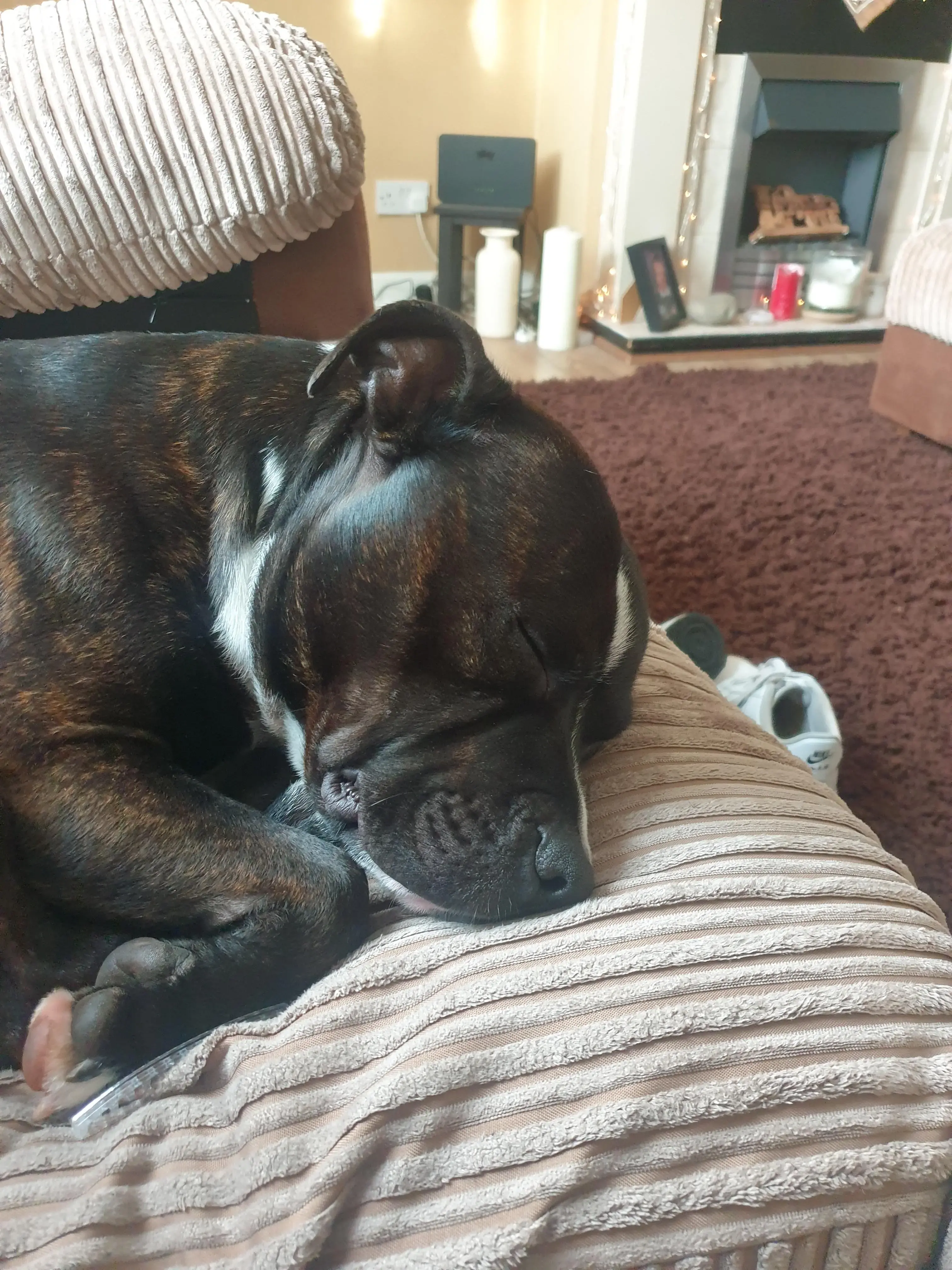 Staffordshire Bull Terrier