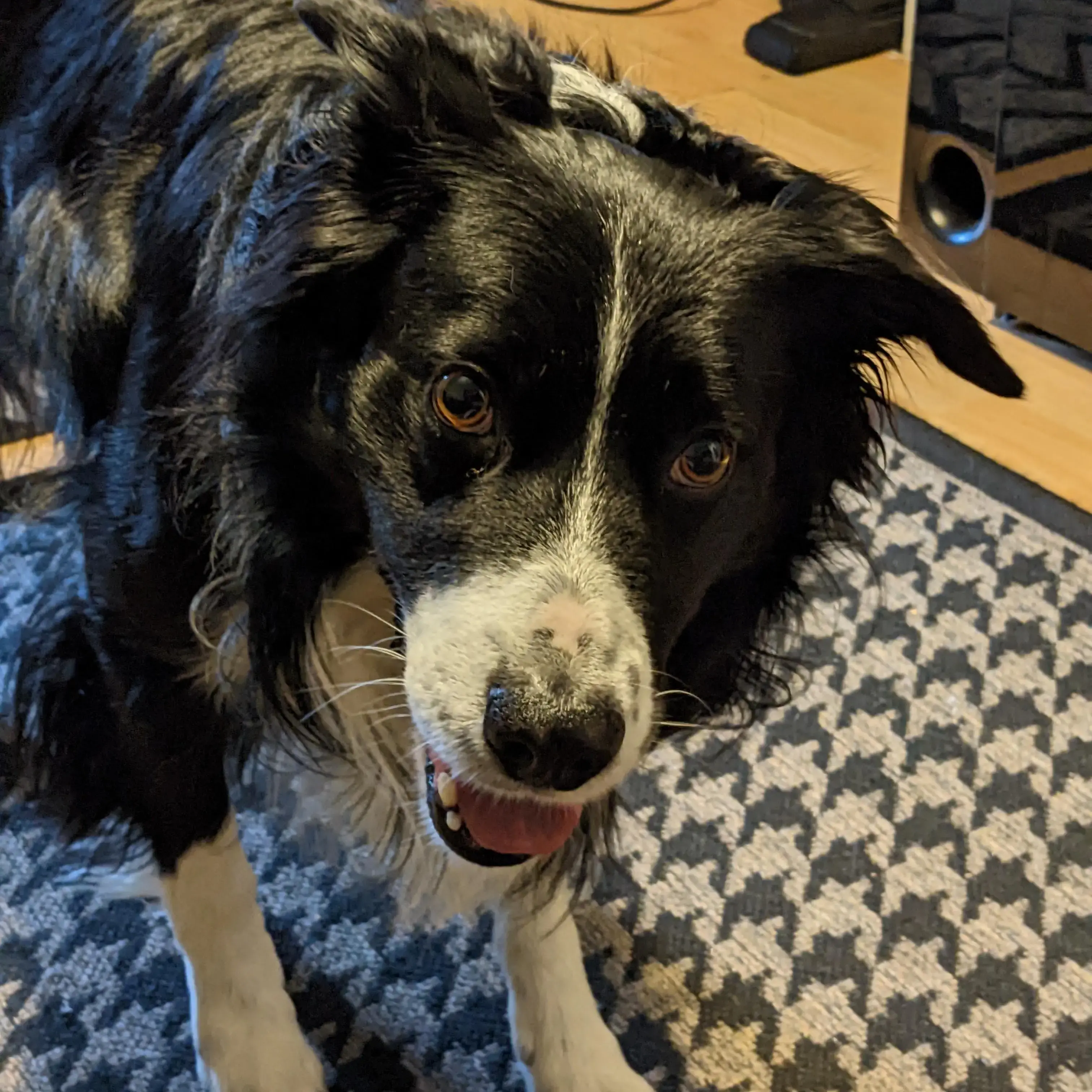 Border Collie