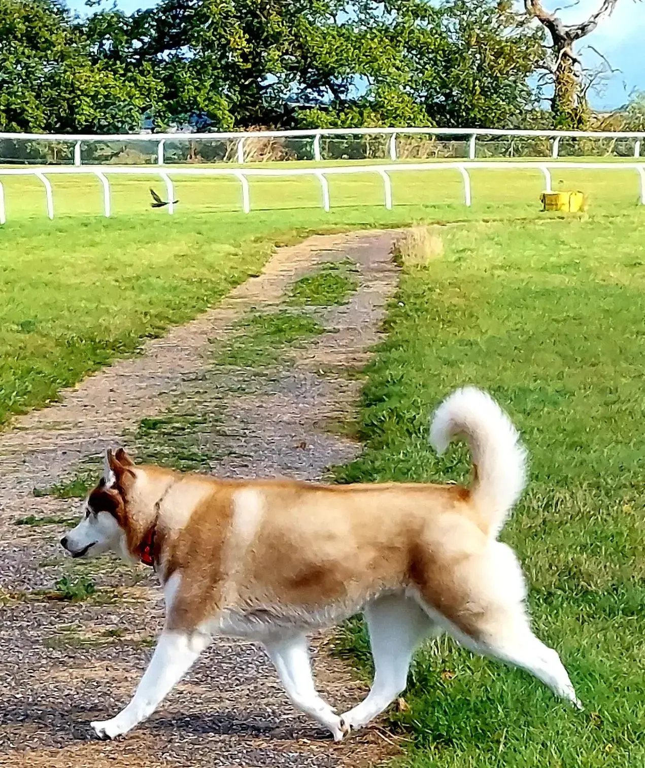 Siberian Husky