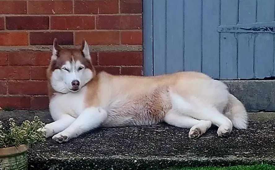 Siberian Husky