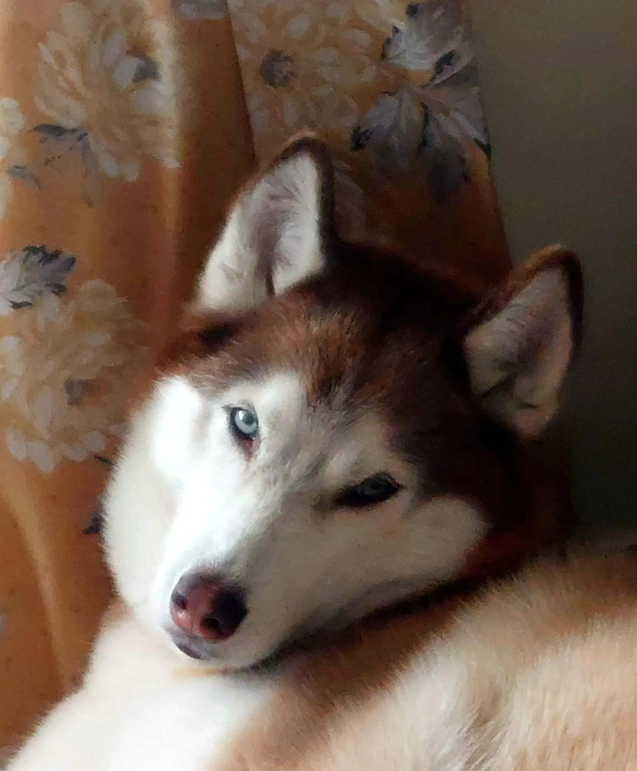 Siberian Husky