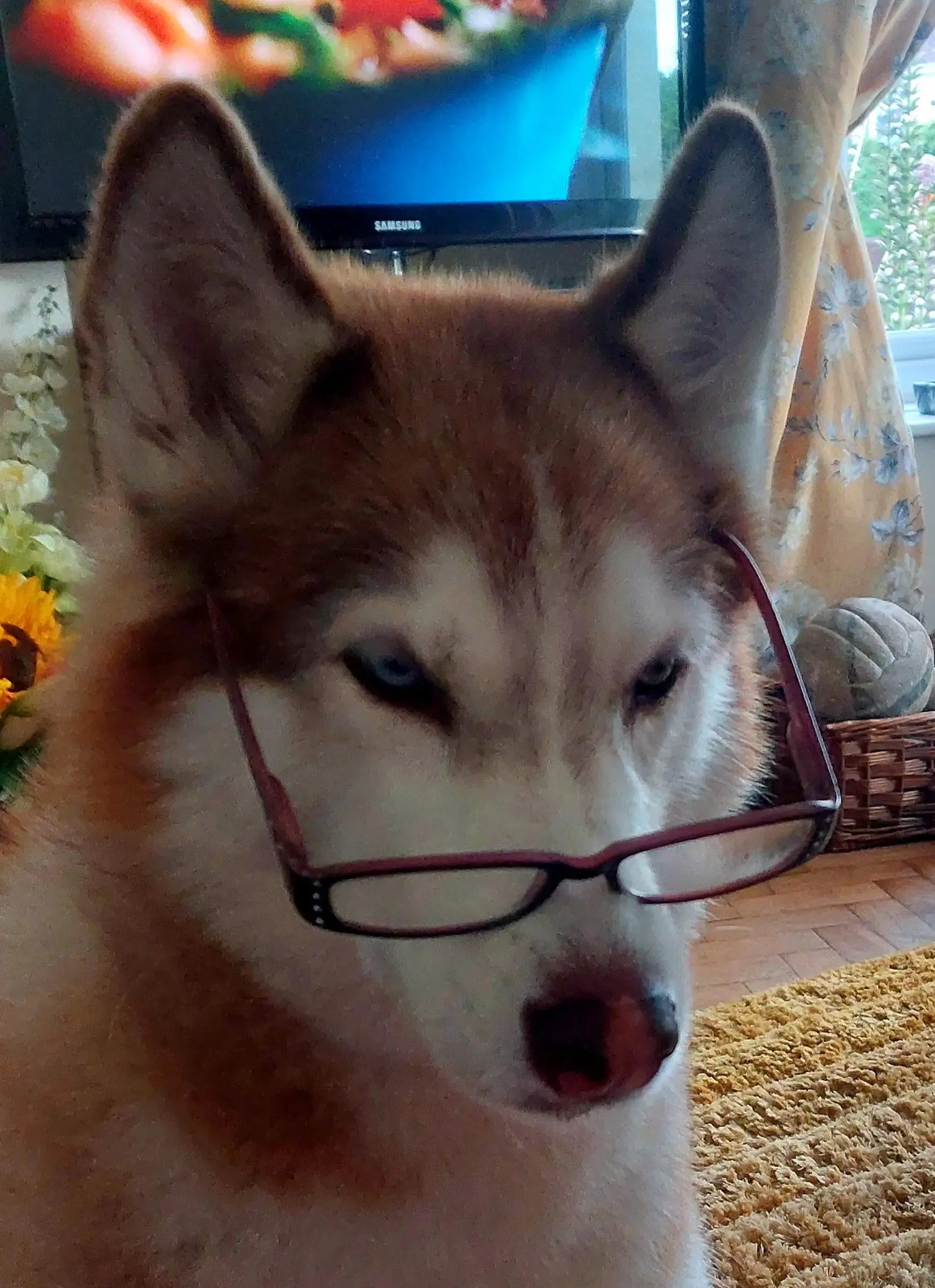 Siberian Husky