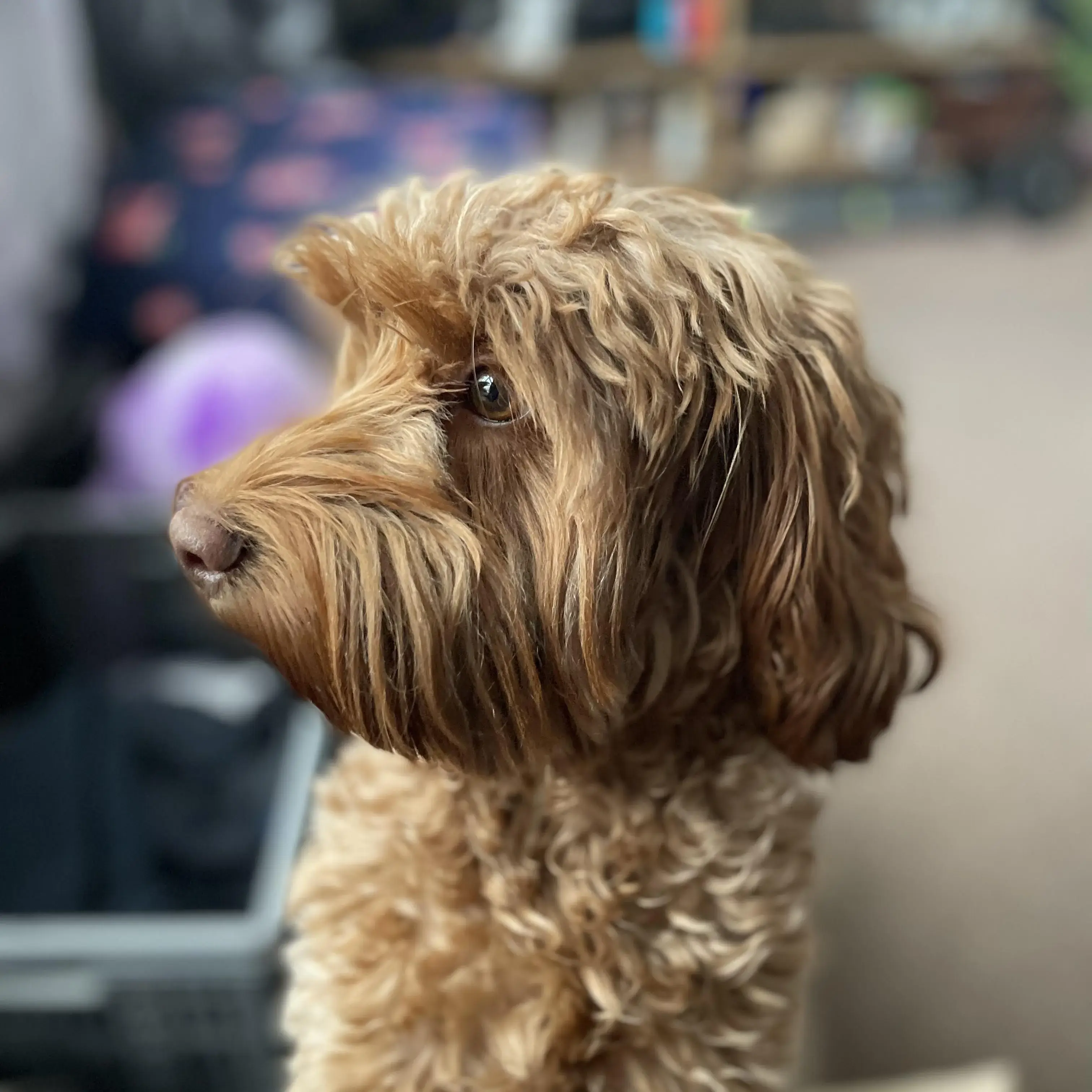 Cockapoo