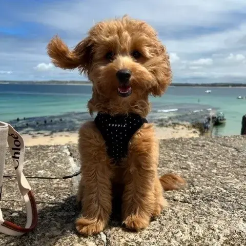 Poodle (Toy)