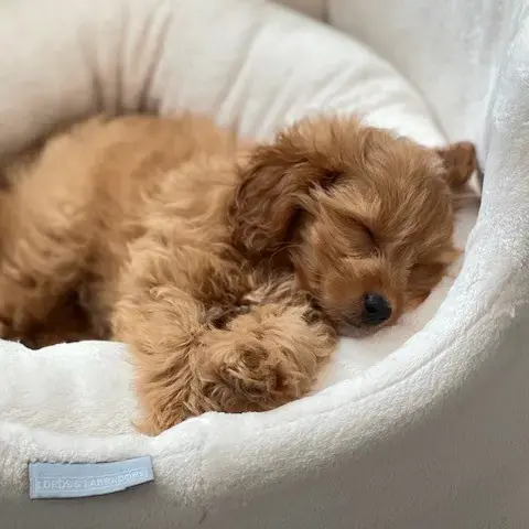Poodle (Toy)