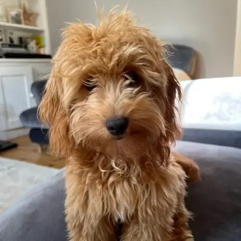 Poodle (Toy)