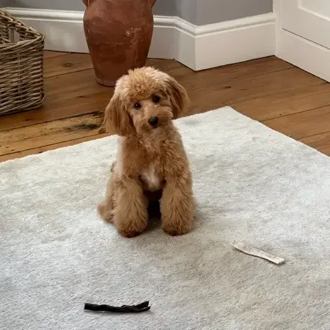 Poodle (Toy)
