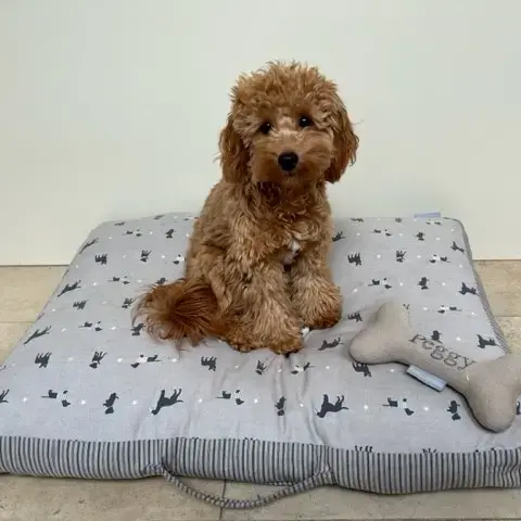 Poodle (Toy)