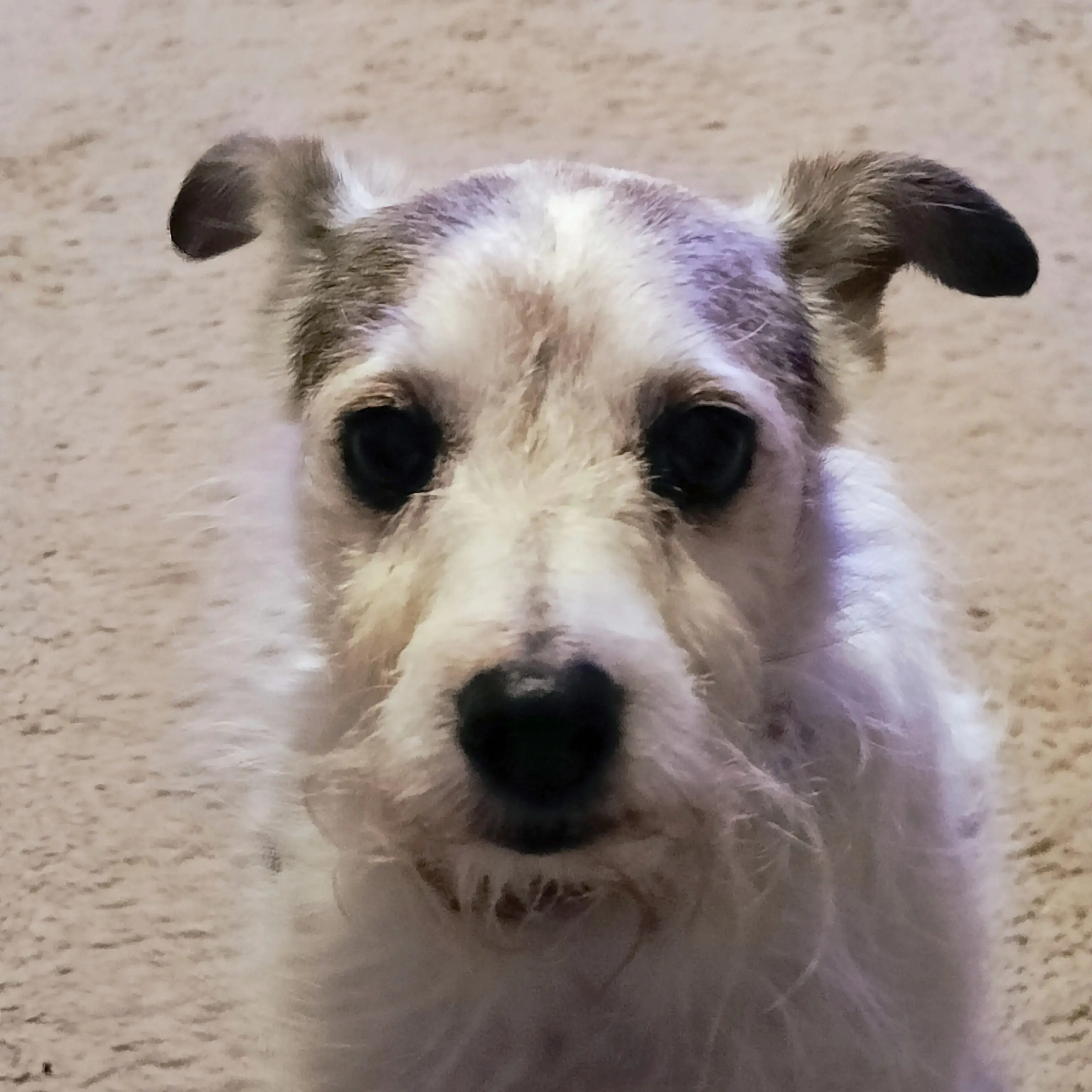 Parson Russell Terrier