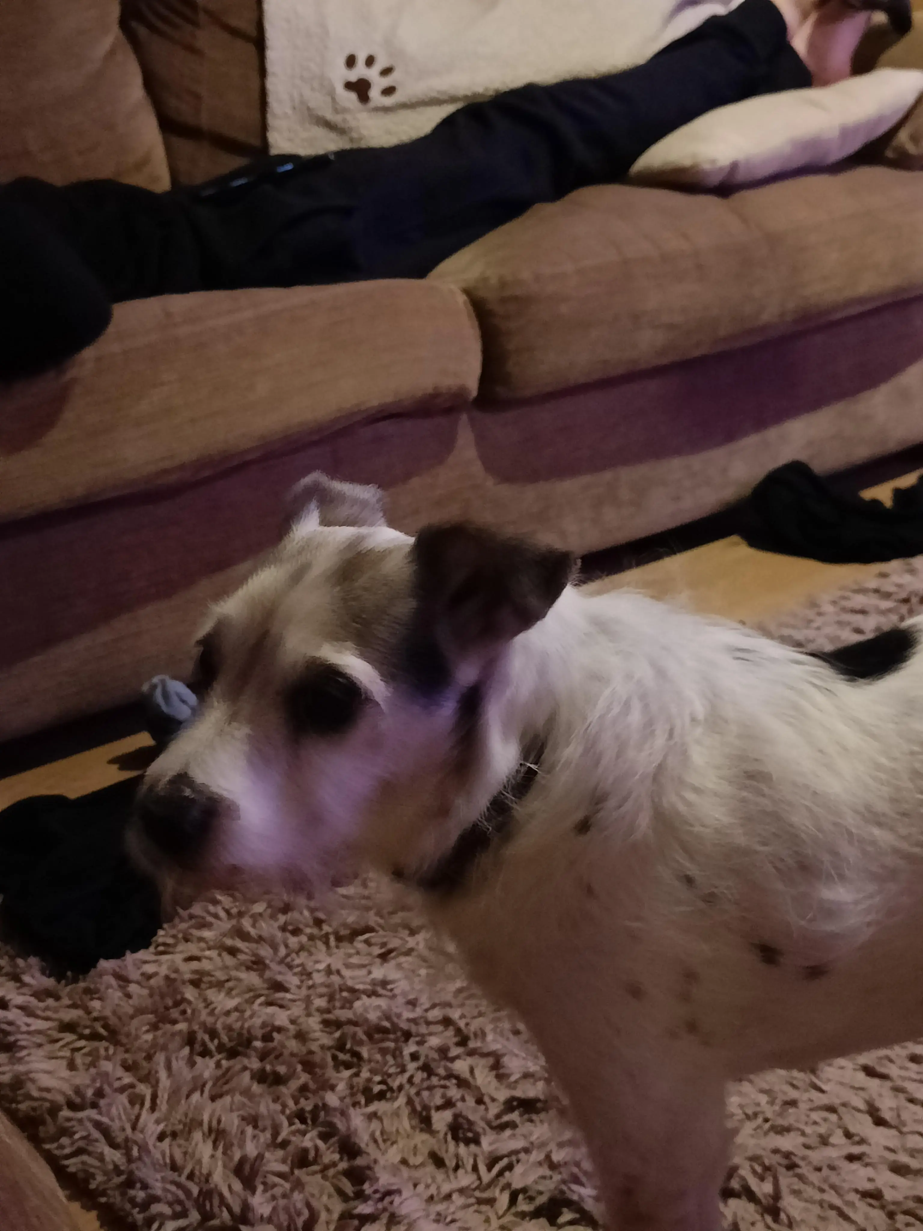 Parson Russell Terrier