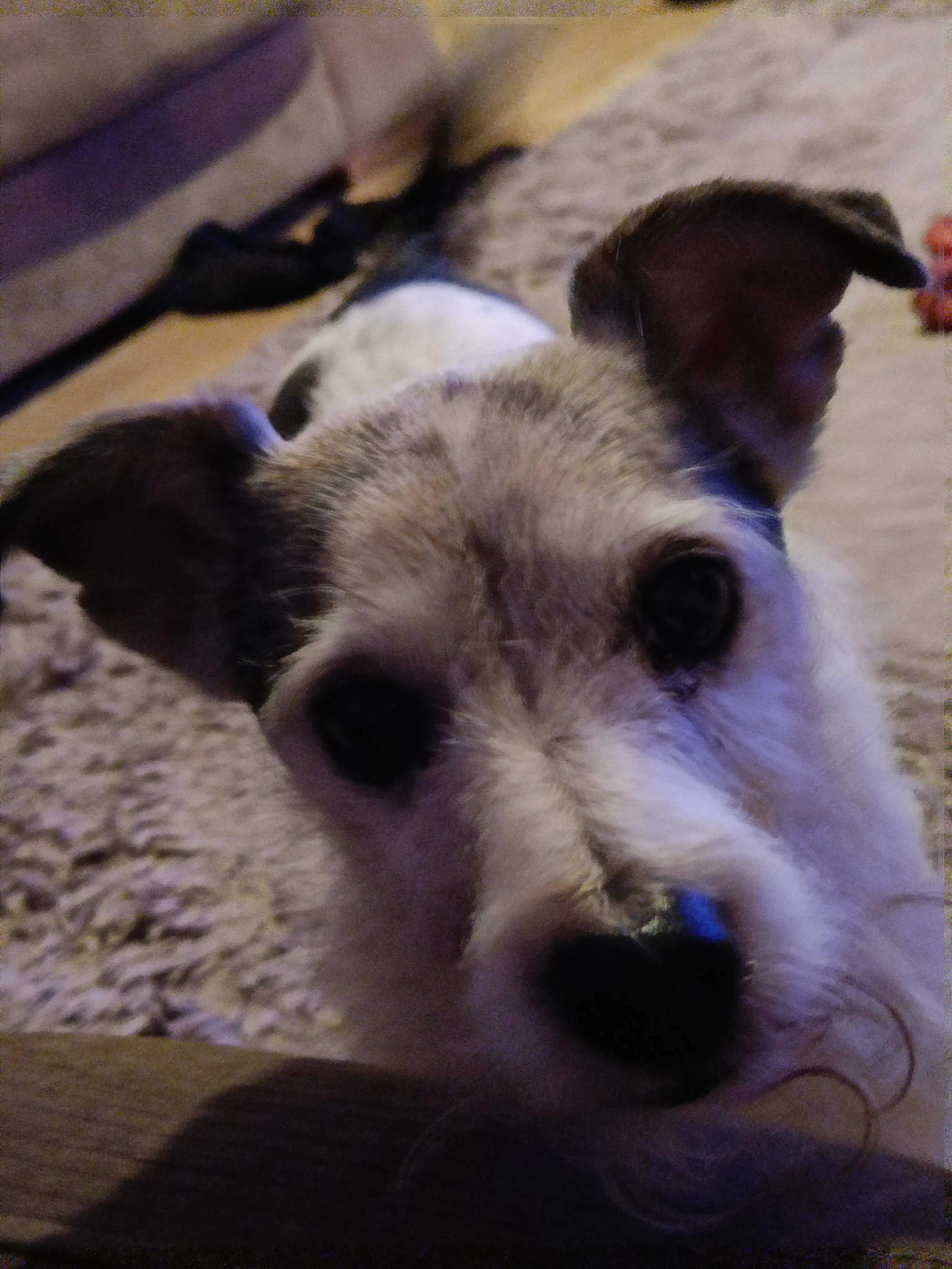 Parson Russell Terrier