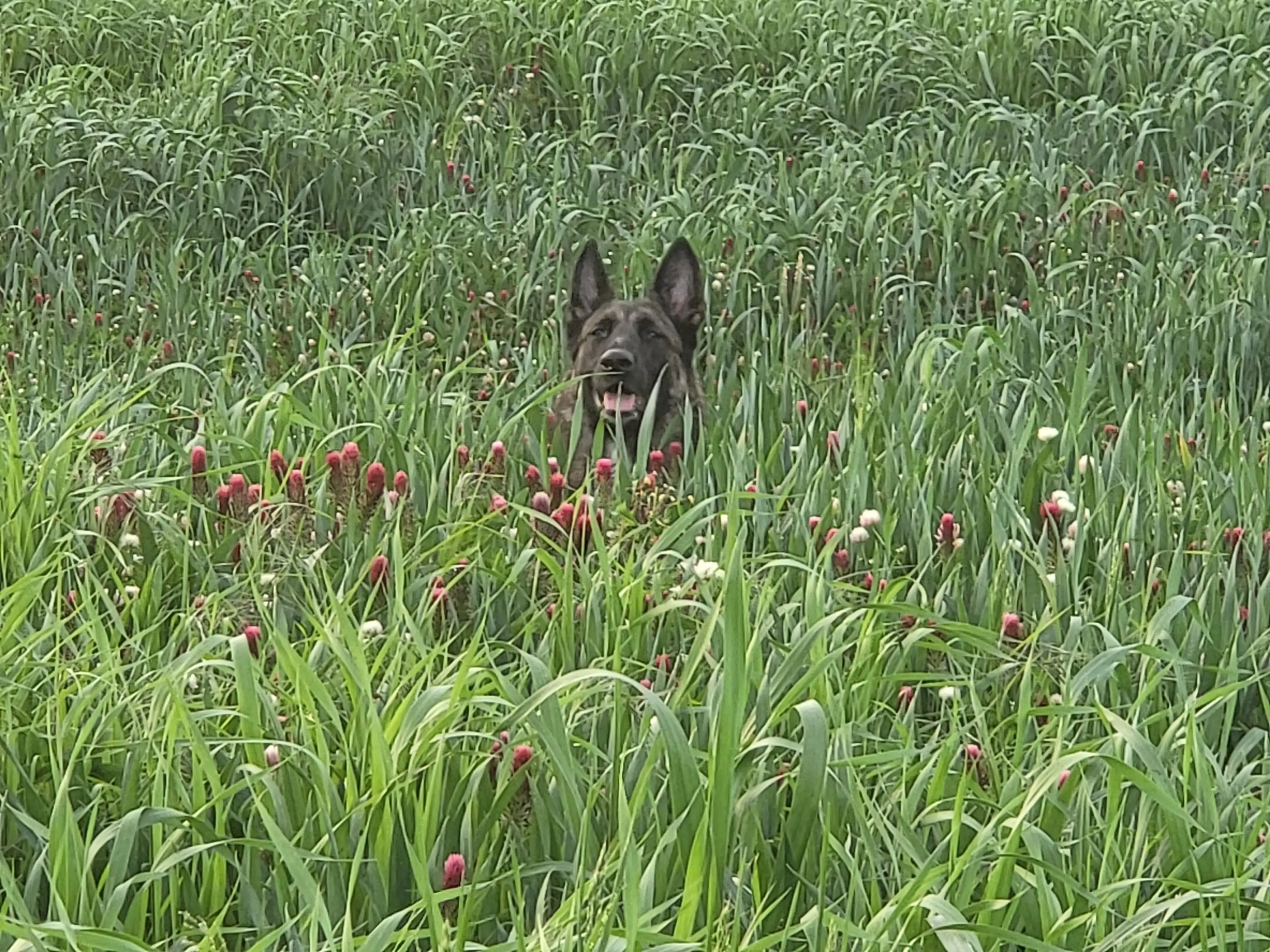 Belgian Shepherd Dog Malinois