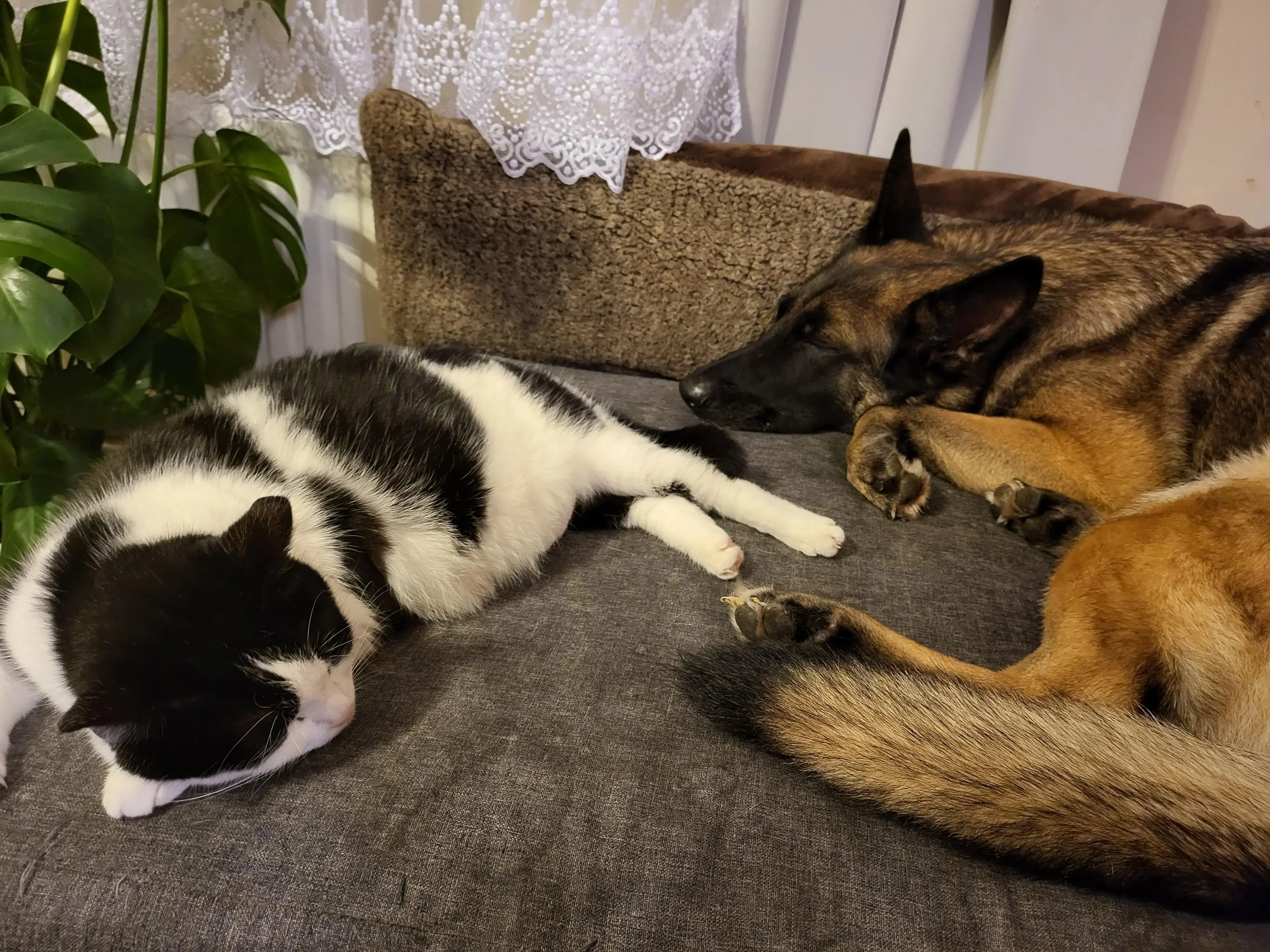 Belgian Shepherd Dog Malinois