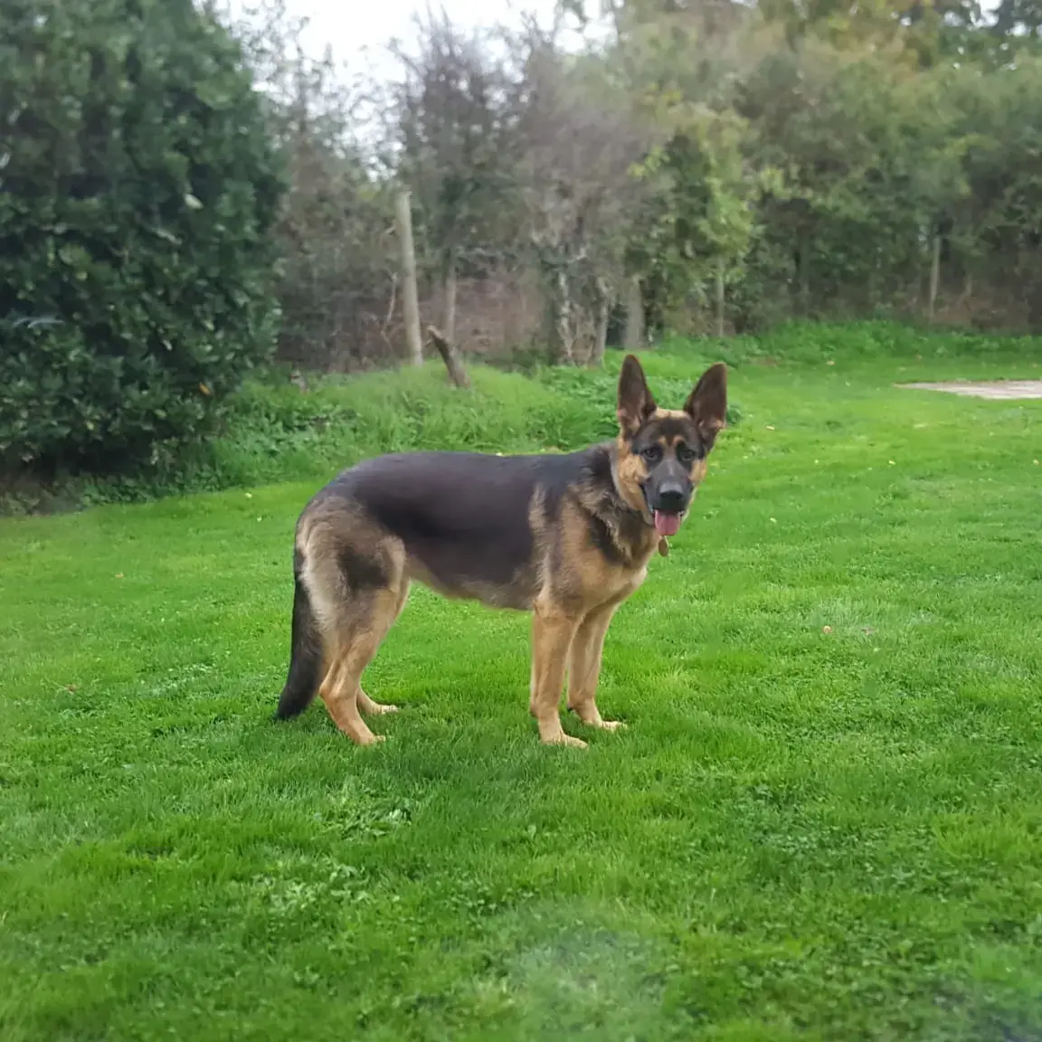 German Shepherd Dog