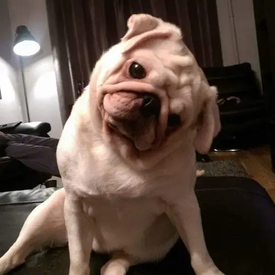 Pug