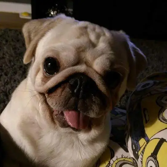 Pug