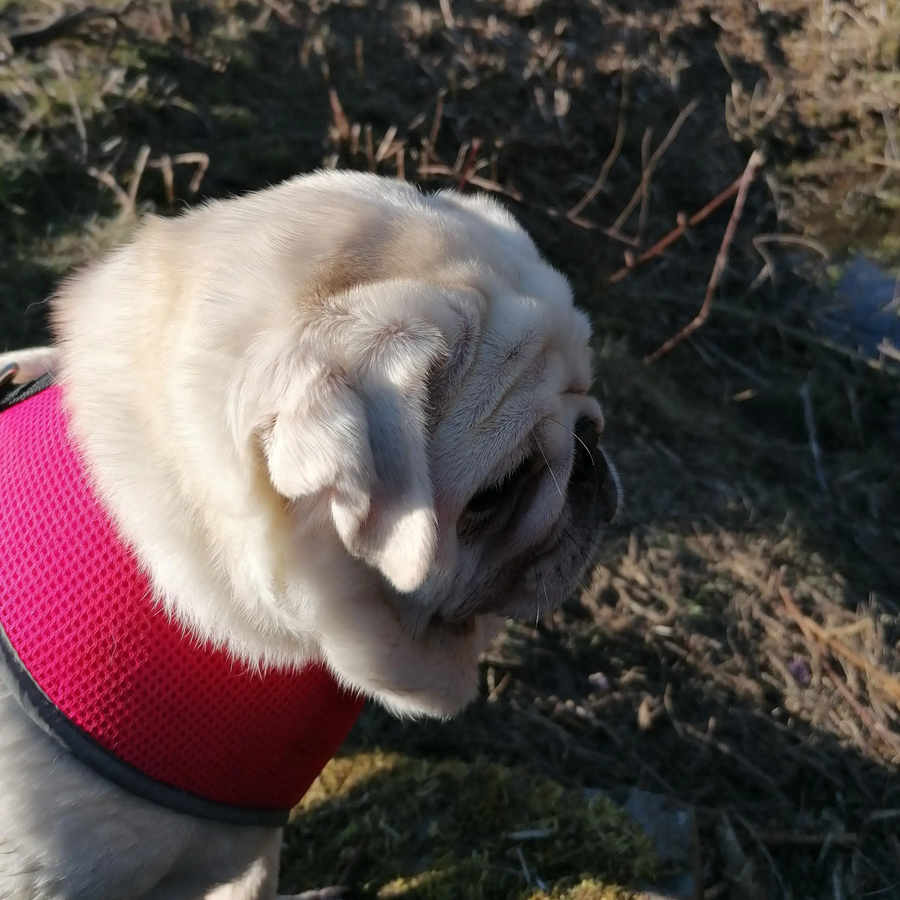 Pug