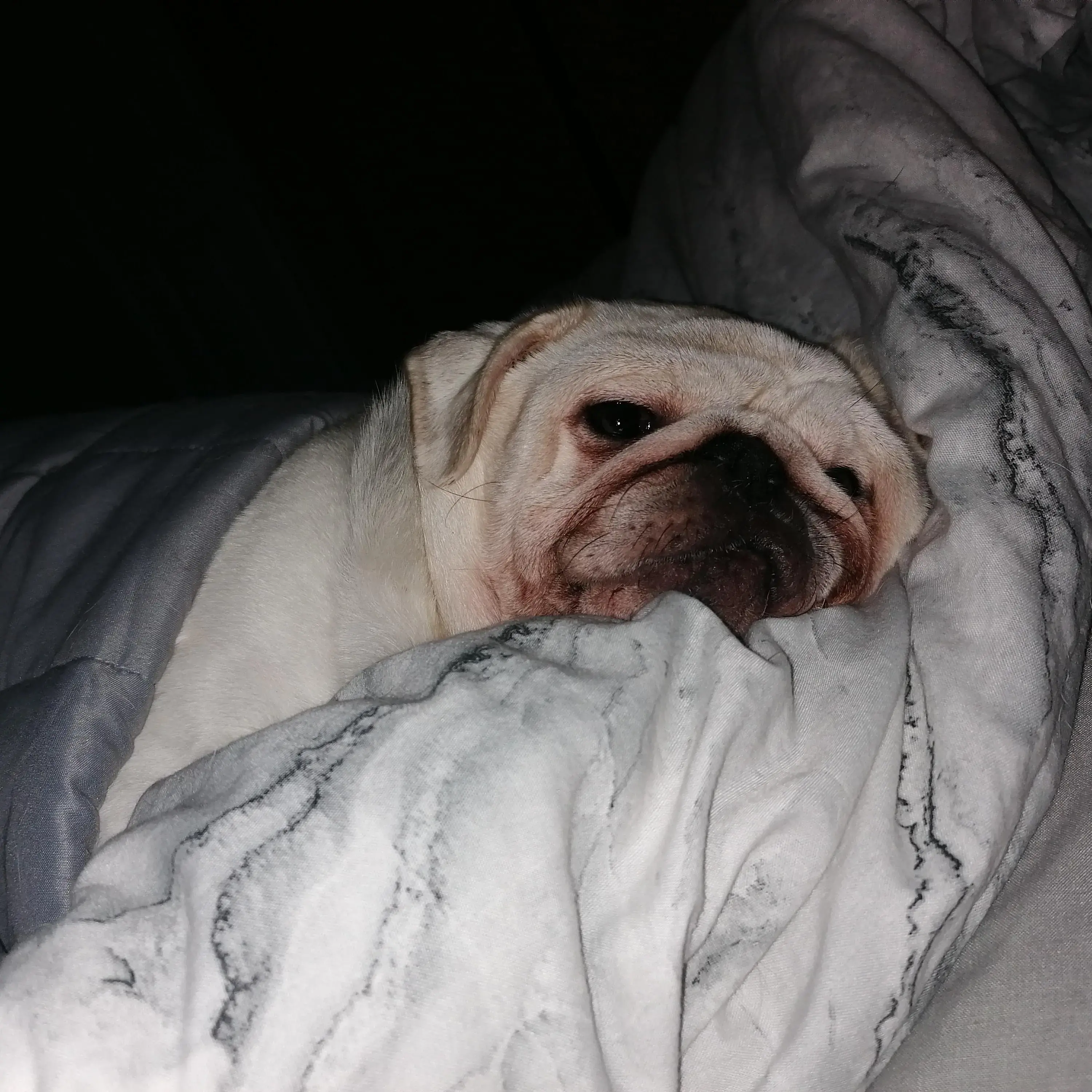 Pug