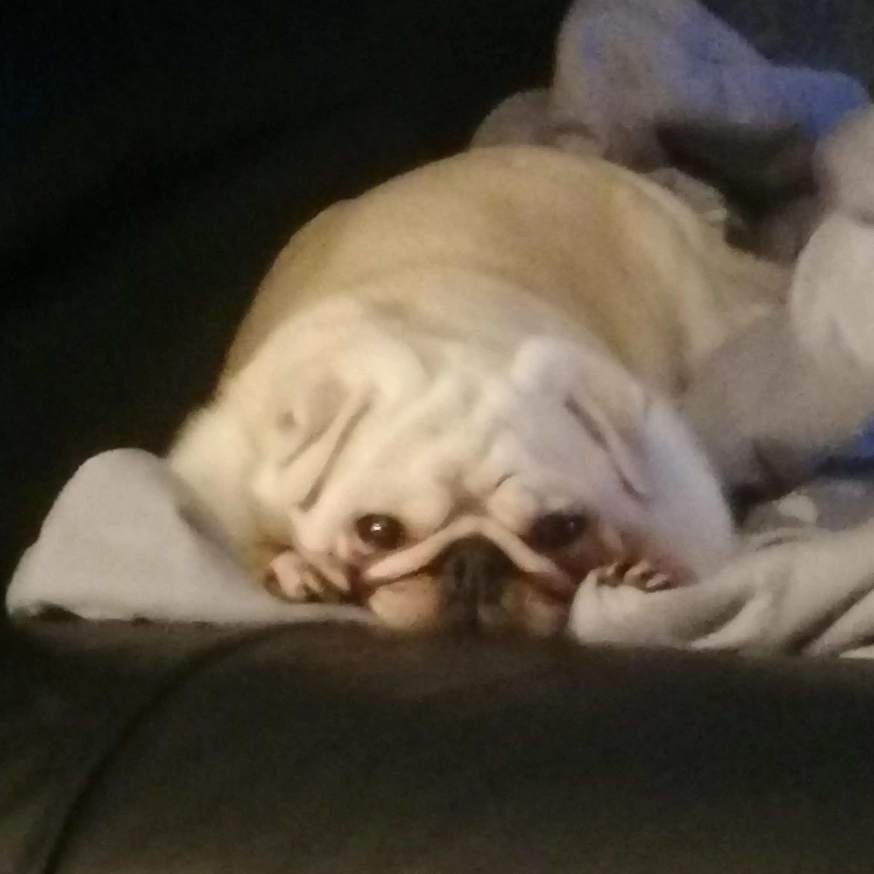 Pug