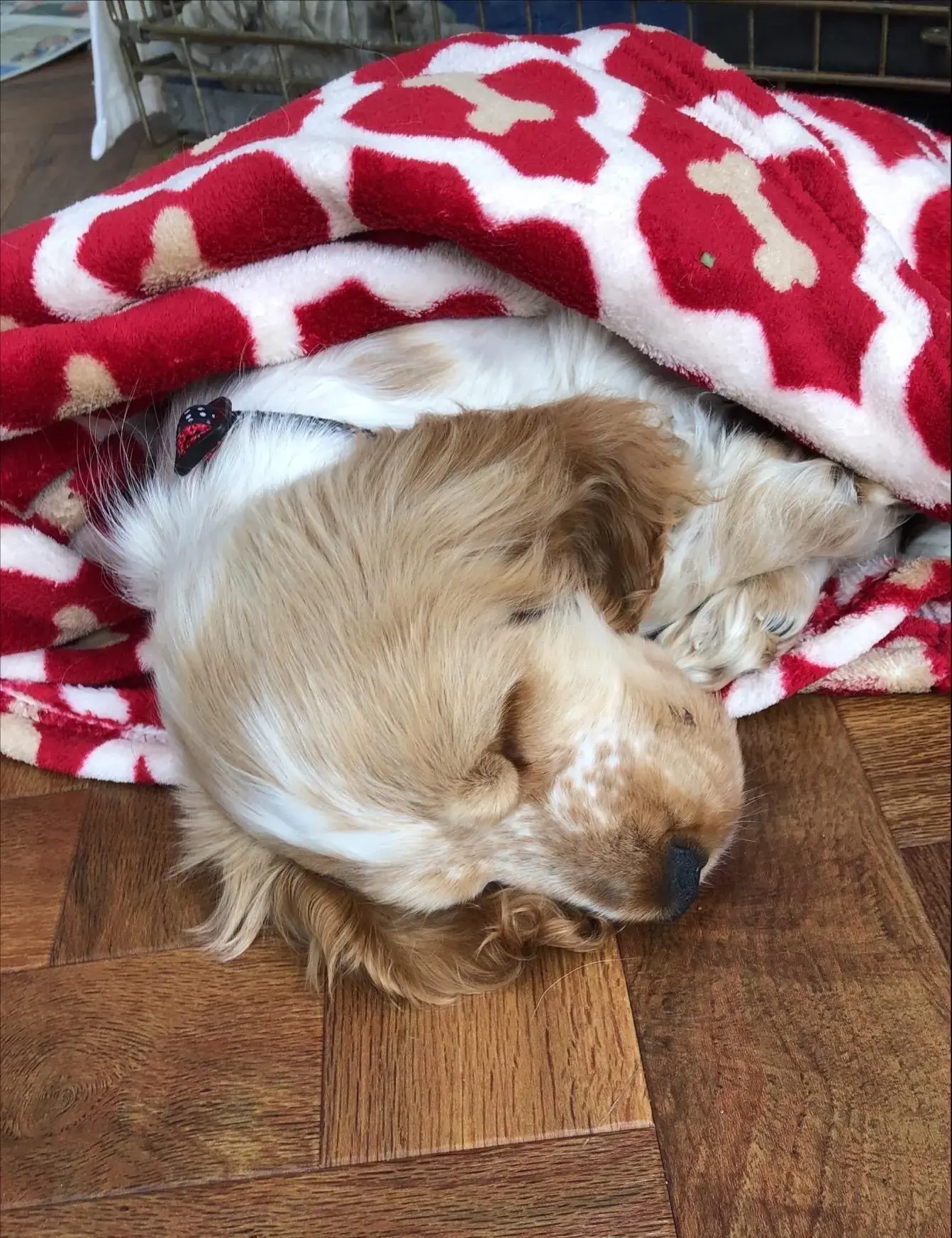 Cocker Spaniel (English)