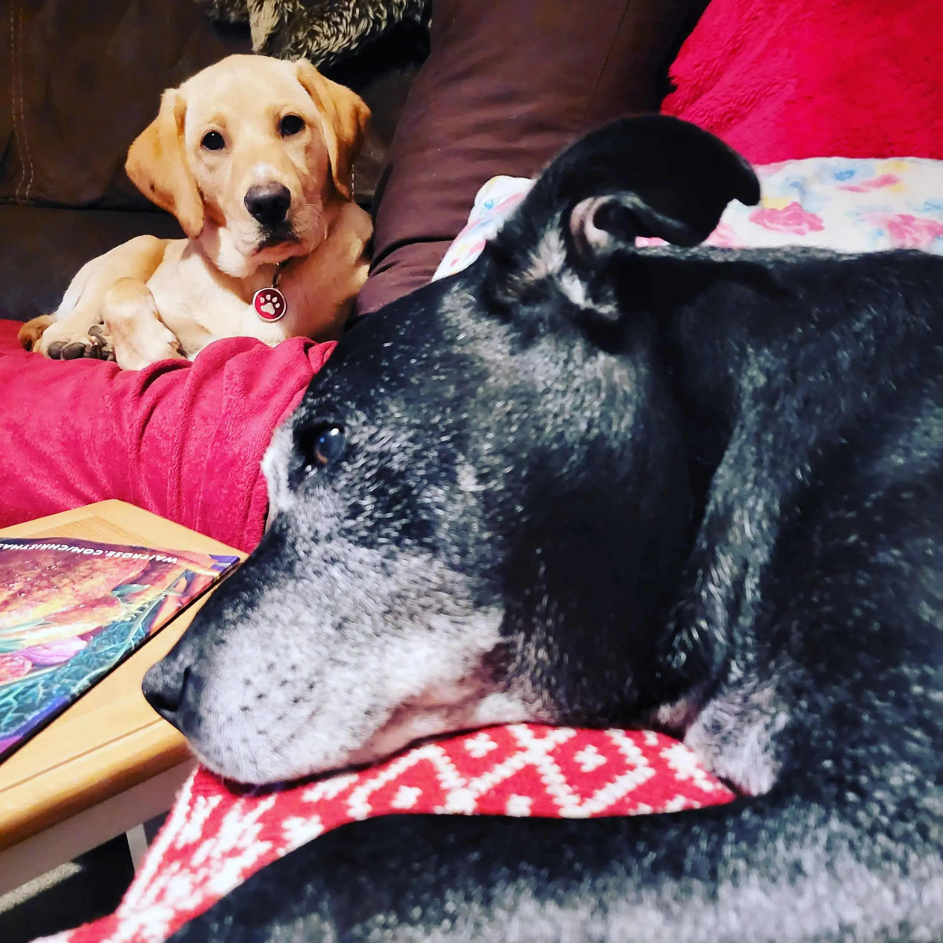 Labrador Retriever