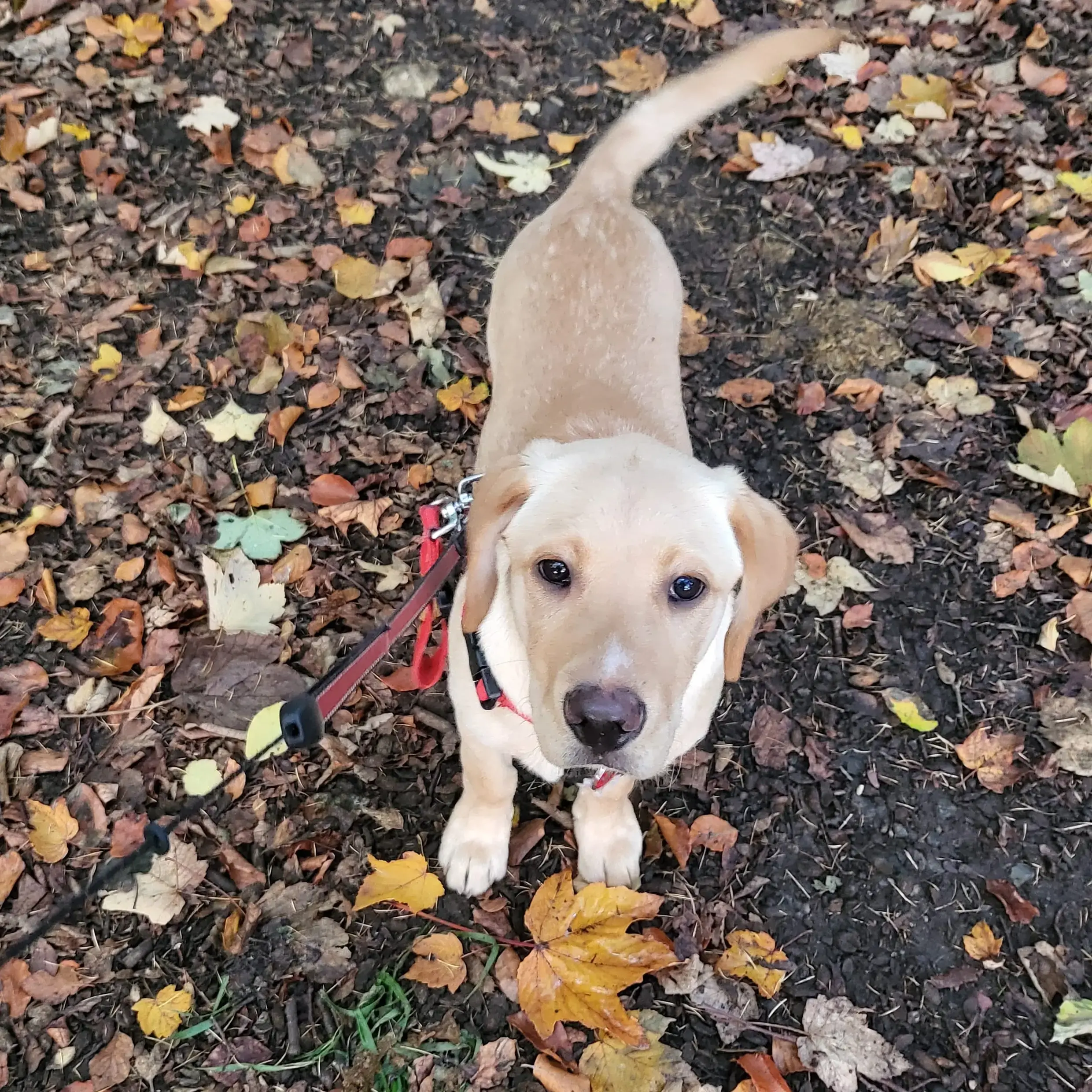 Labrador Retriever