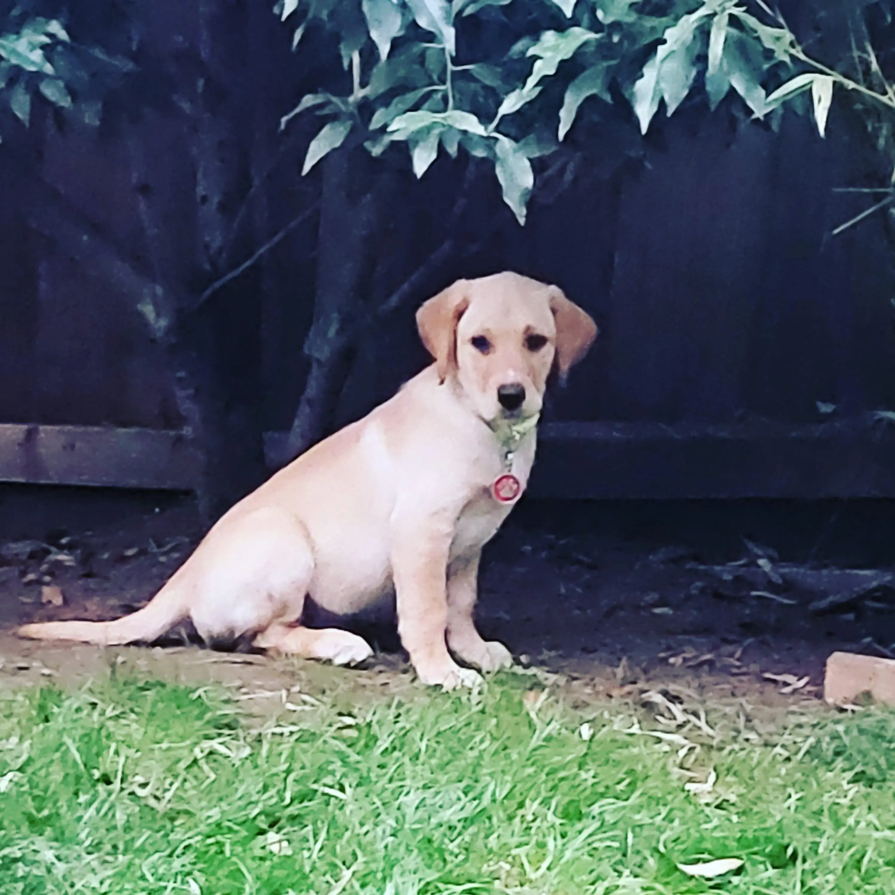 Labrador Retriever
