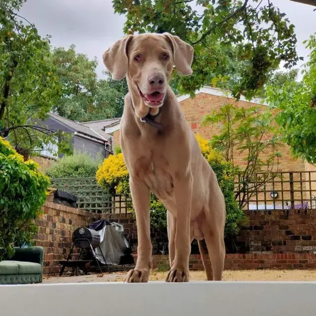 Weimaraner