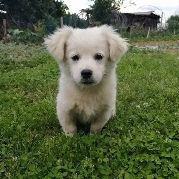 Chihuahua (Long Coat)