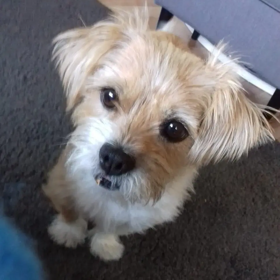 Jack Russell Terrier