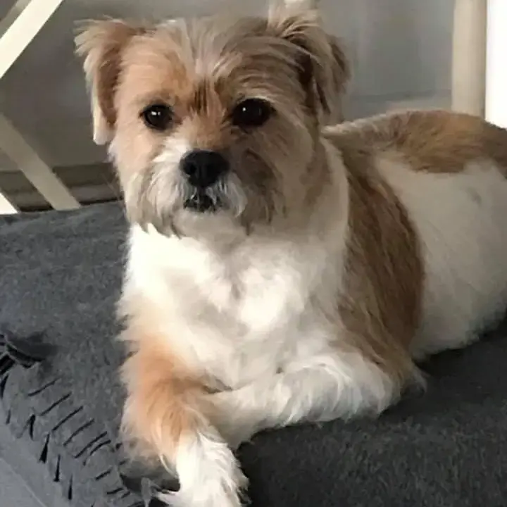 Jack Russell Terrier