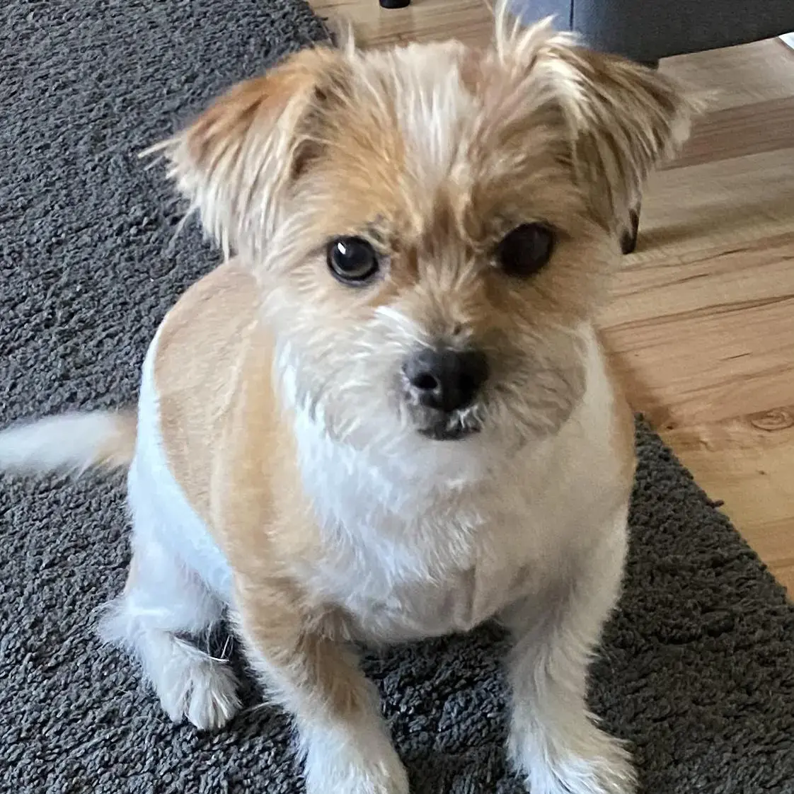 Jack Russell Terrier