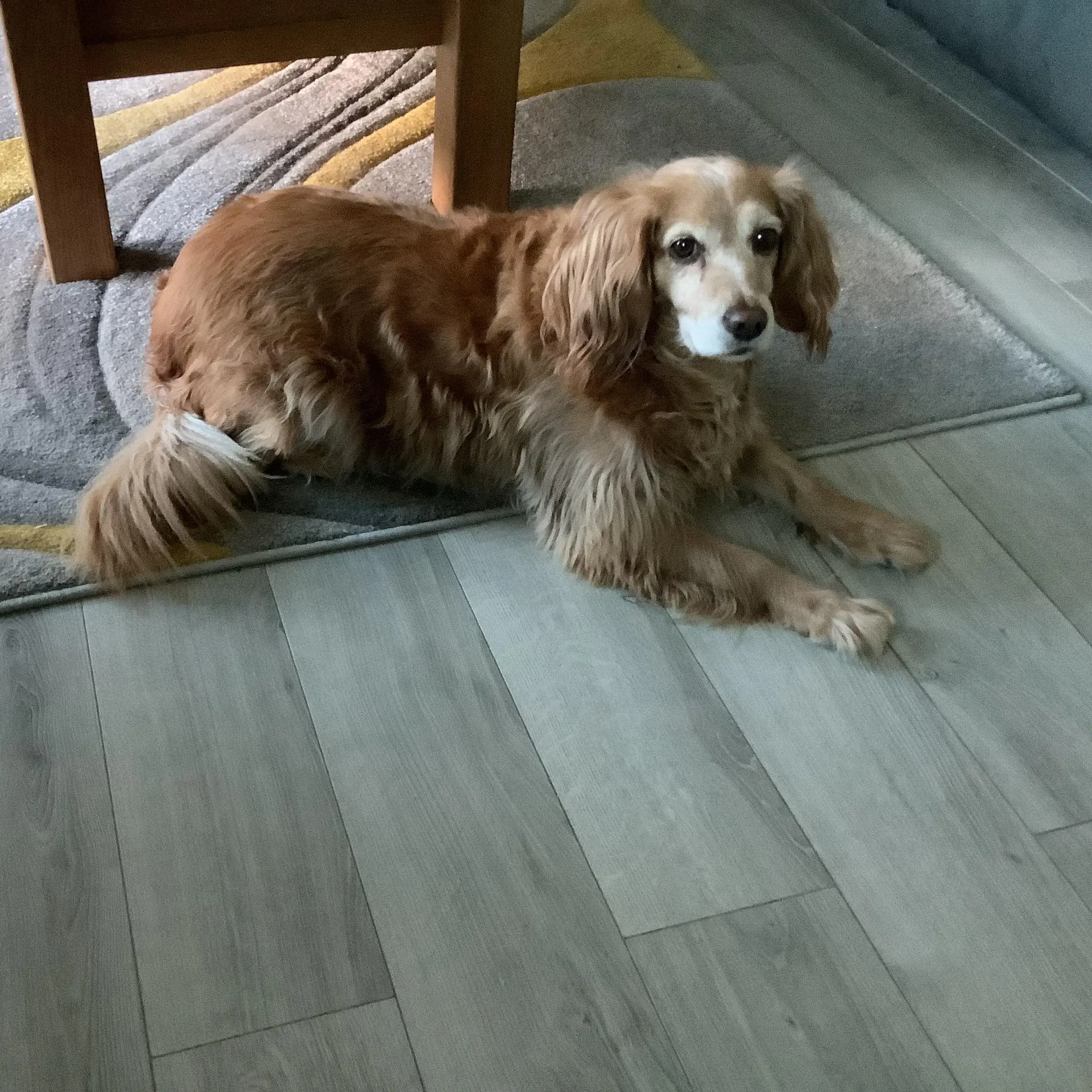 Cocker Spaniel (English)